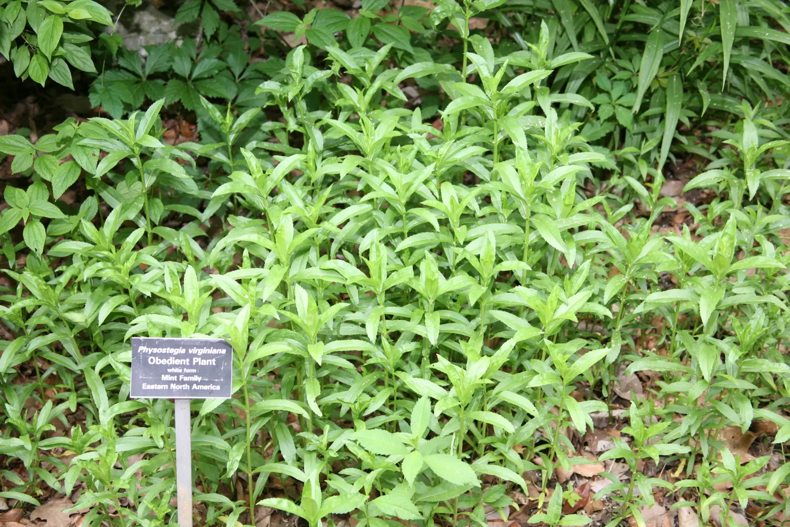 False Dragonhead, Obedient Plant (Physostegia Virginiana) — ranging in color from soft pink to vivid lavender; this North American native, growing, image 55