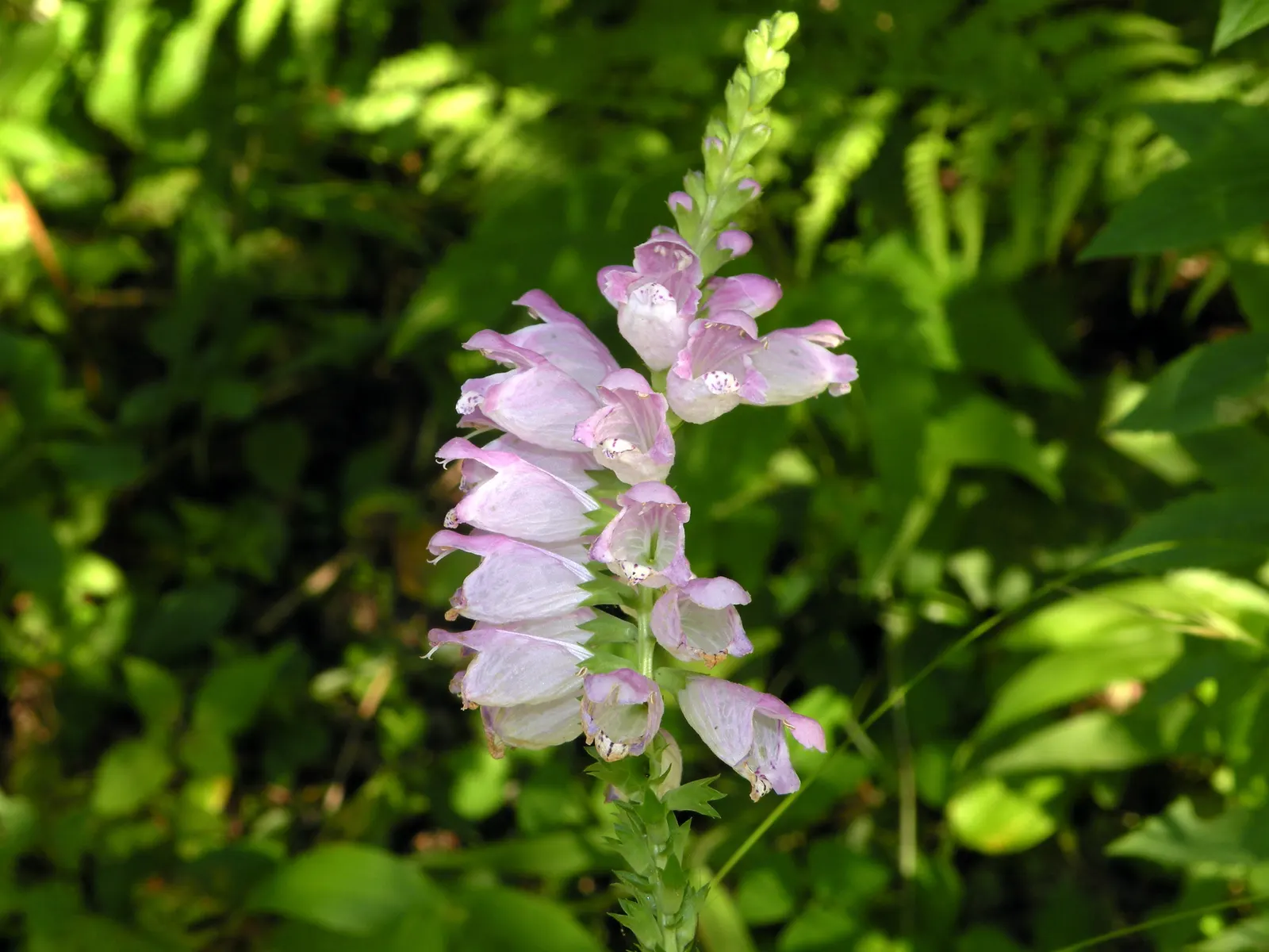 False Dragonhead, Obedient Plant (Physostegia Virginiana) — Its linear-lanceolate leaves stretch up to 5 inches long; although it can tolerate, image 97