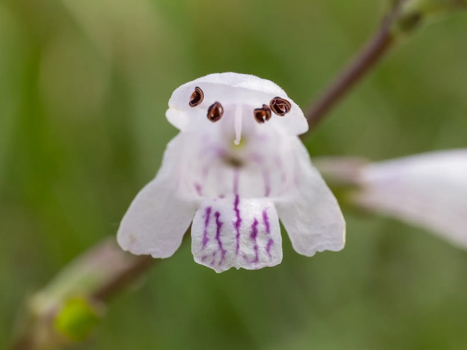 False Dragonhead, Obedient Plant (Physostegia Virginiana) — fondly referred to as the False Dragonhead or Obedient Plant