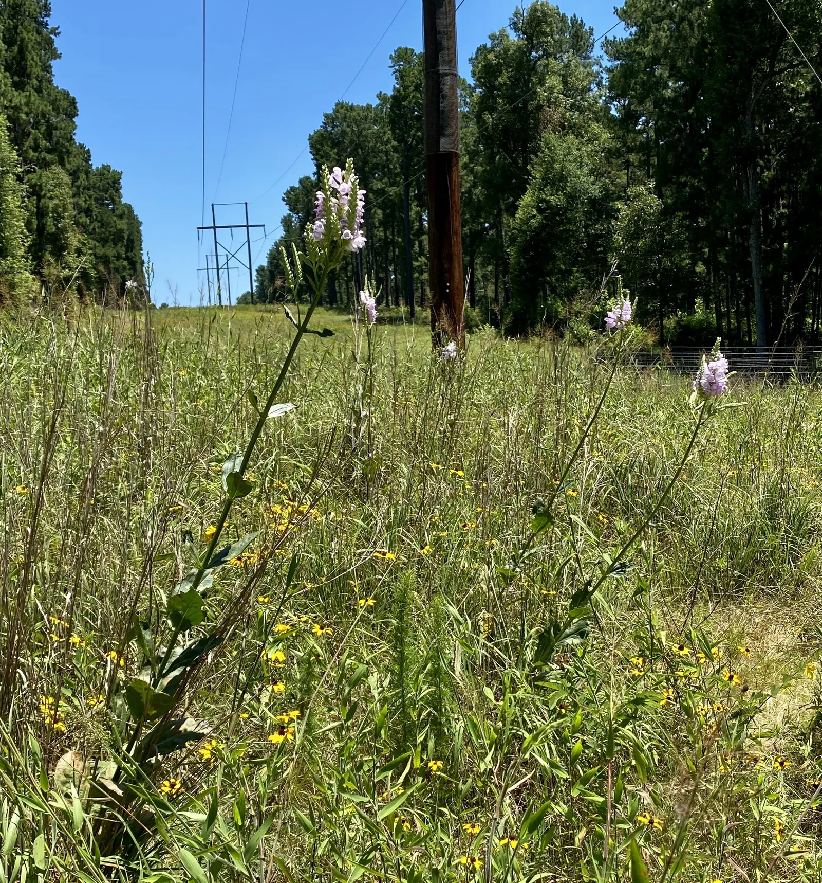 False Dragonhead, Obedient Plant (Physostegia Virginiana) — Provides vibrant vertical interest and attracts pollinators; the Obedient Plant can, image 50