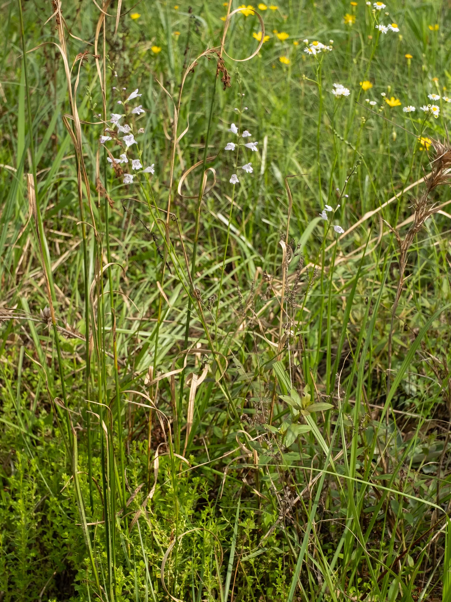 False Dragonhead, Obedient Plant (Physostegia Virginiana) — creating an extended floral display from July to September; perennial for full or half, image 57