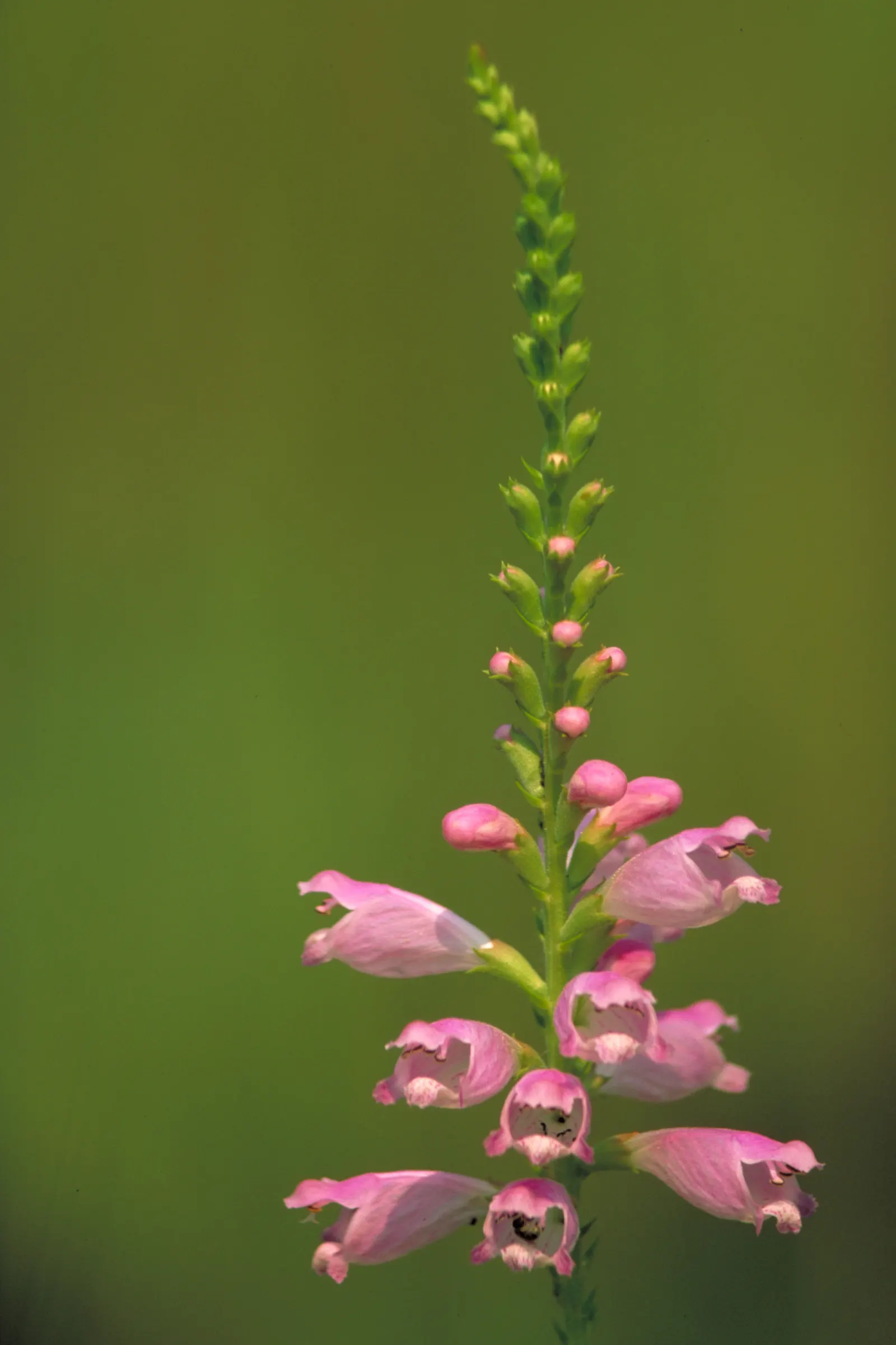 False Dragonhead, Obedient Plant (Physostegia Virginiana) — the Obedient Plant can spread eagerly via rhizomes; provides vibrant vertical interest, image 61