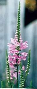False Dragonhead, Obedient Plant (Physostegia Virginiana) — Thriving in zones 3-9, it prefers full sun to partial shade and moist, well-drained soil
