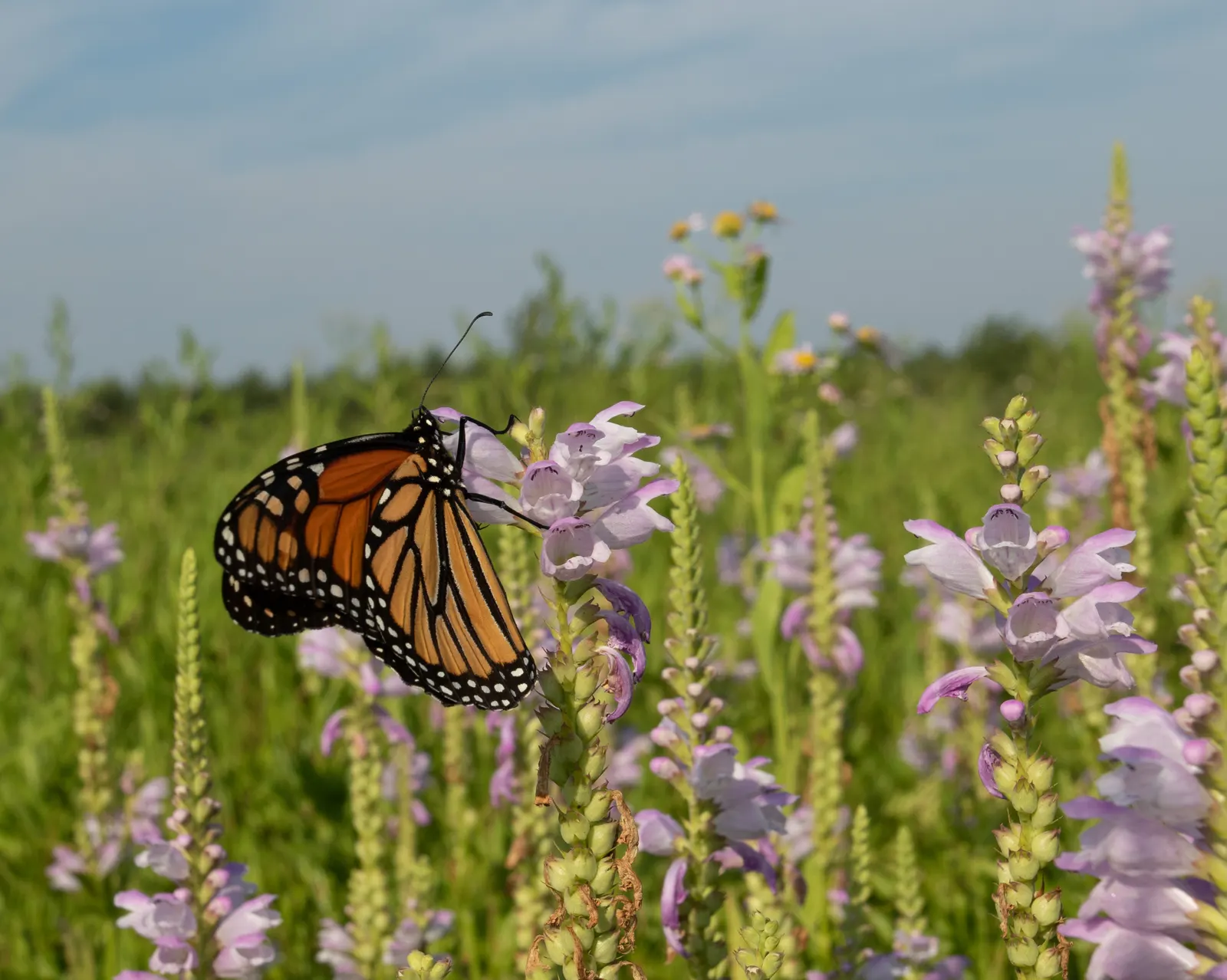 False Dragonhead, Obedient Plant (Physostegia Virginiana) — creating an extended floral display from July to September