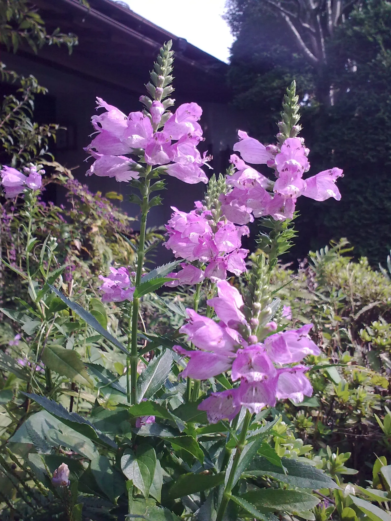 False Dragonhead, Obedient Plant (Physostegia Virginiana) — It thrives in full to partial sun exposure and prefers moist; with peak blooming in, image 59