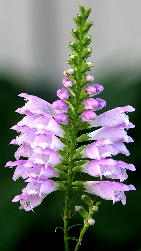 False Dragonhead, Obedient Plant (Physostegia Virginiana) — It thrives in full to partial sun exposure and prefers moist; with peak blooming in, image 81