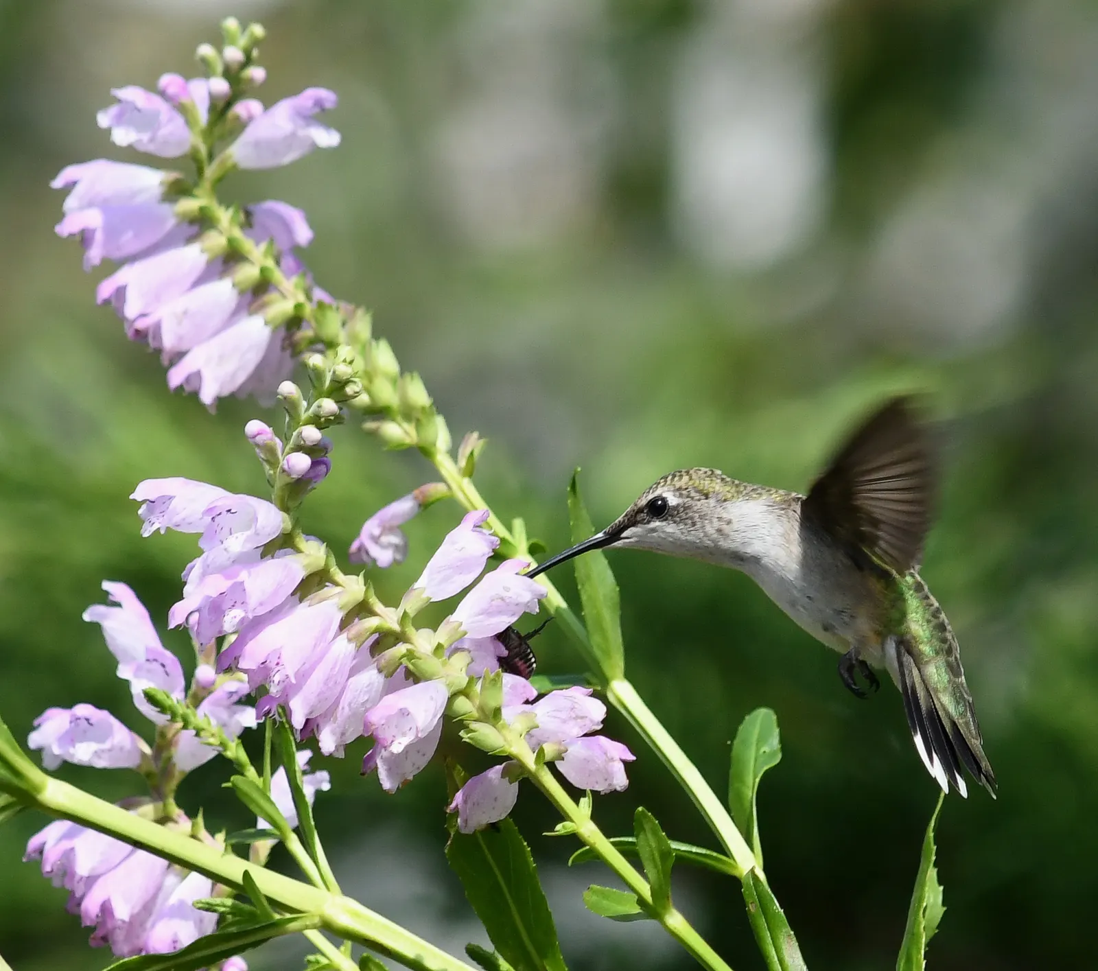 False Dragonhead, Obedient Plant (Physostegia Virginiana) — perennial for full or half or shade; when integrating it into a garden theme