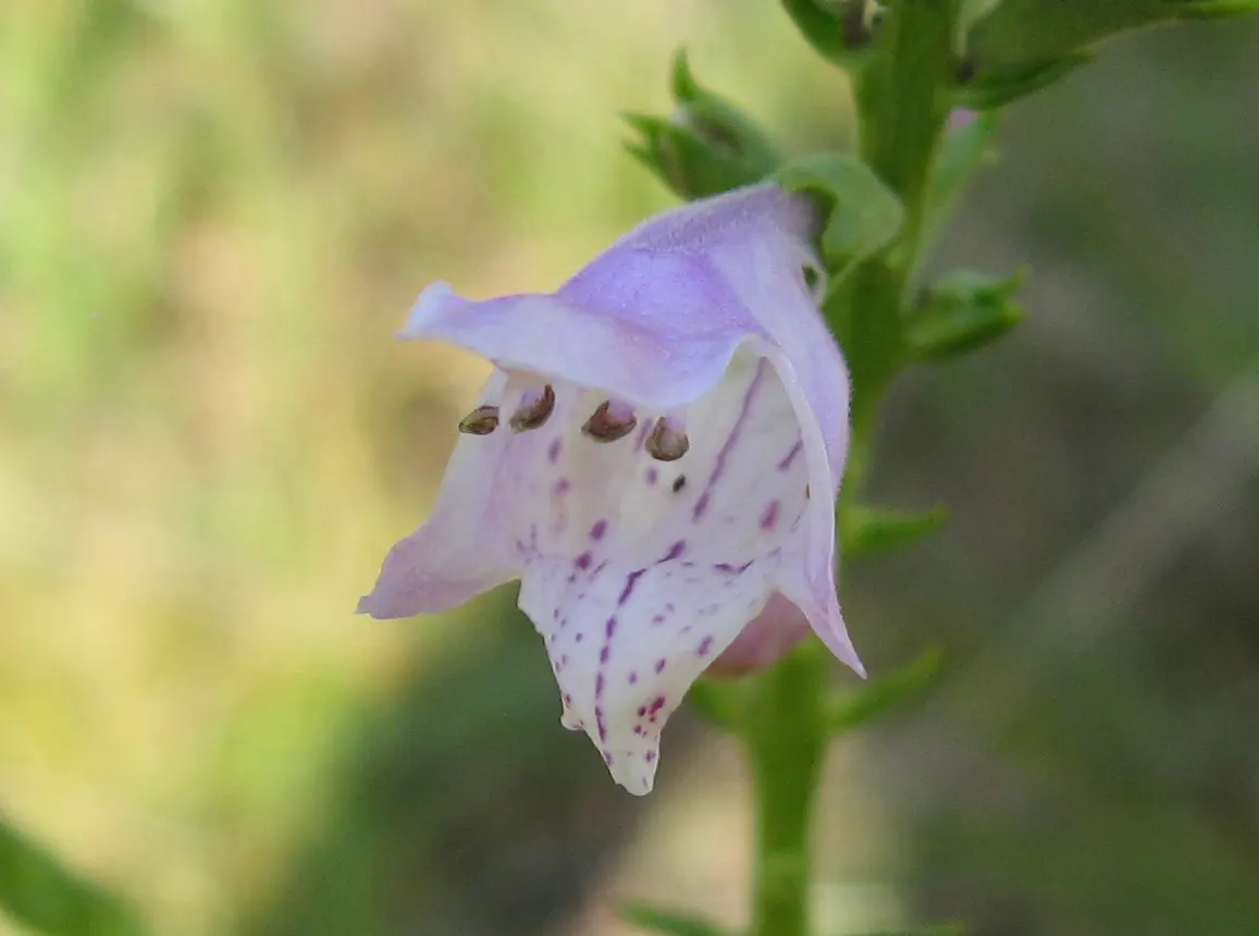 False Dragonhead, Obedient Plant (Physostegia Virginiana) — fondly referred to as the False Dragonhead or Obedient Plant; is a robust perennial, image 95