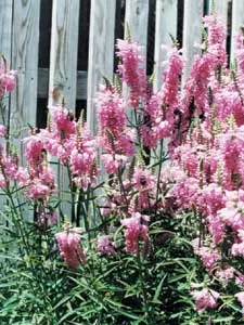 False Dragonhead, Obedient Plant (Physostegia Virginiana) — or Obedient Plant (Physostegia virginiana)