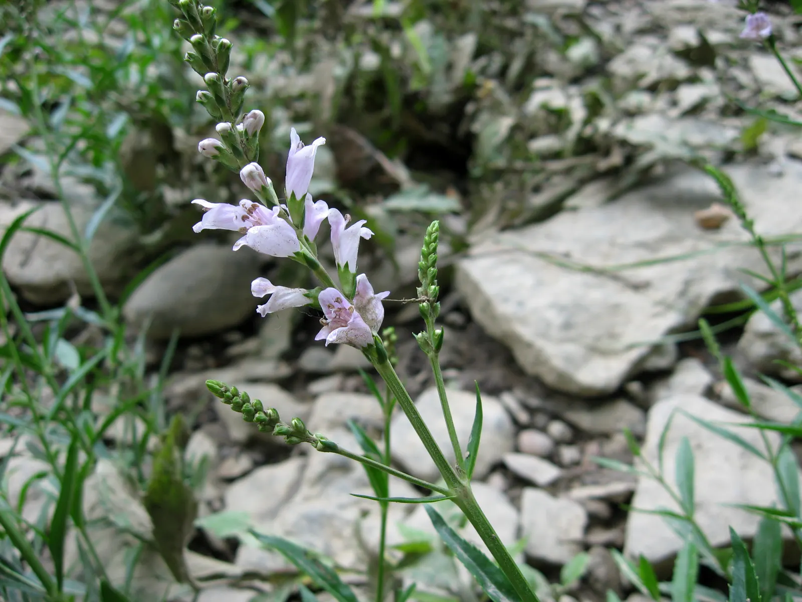False Dragonhead, Obedient Plant (Physostegia Virginiana) — fondly referred to as the False Dragonhead or Obedient Plant; is a robust perennial, image 73