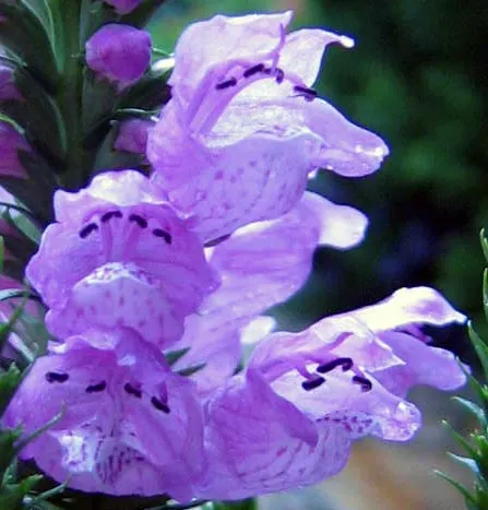 False Dragonhead, Obedient Plant (Physostegia Virginiana) — or Obedient Plant (Physostegia virginiana); thriving in zones 3-9, it prefers full sun, image 45
