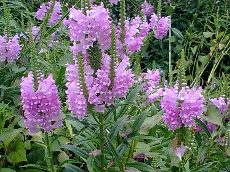 False Dragonhead, Obedient Plant (Physostegia Virginiana) — ranging in color from soft pink to vivid lavender; this North American native, growing, image 77