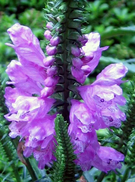 False Dragonhead, Obedient Plant (Physostegia Virginiana) — with peak blooming in August