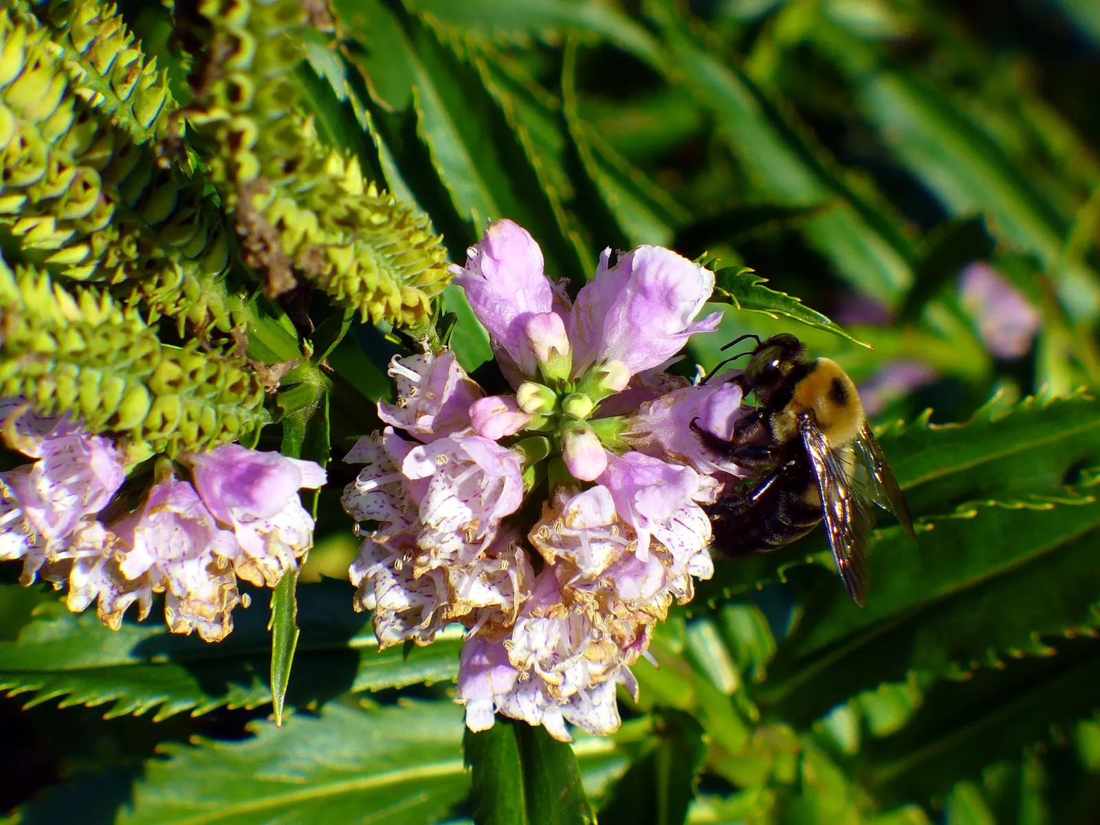 False Dragonhead, Obedient Plant (Physostegia Virginiana) — is a robust perennial reaching 2-4 feet in height; ranging in color from soft pink to, image 68