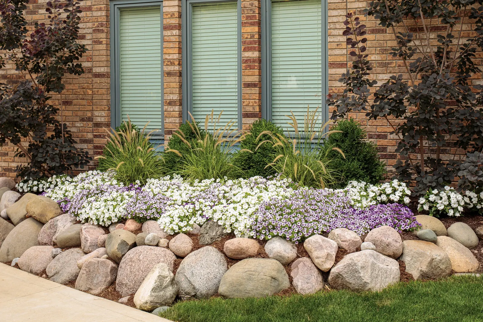 White Petunia — Your plant will take a week to recover from the trim; an allover trim can be beneficial for this petunia for hanging baskets