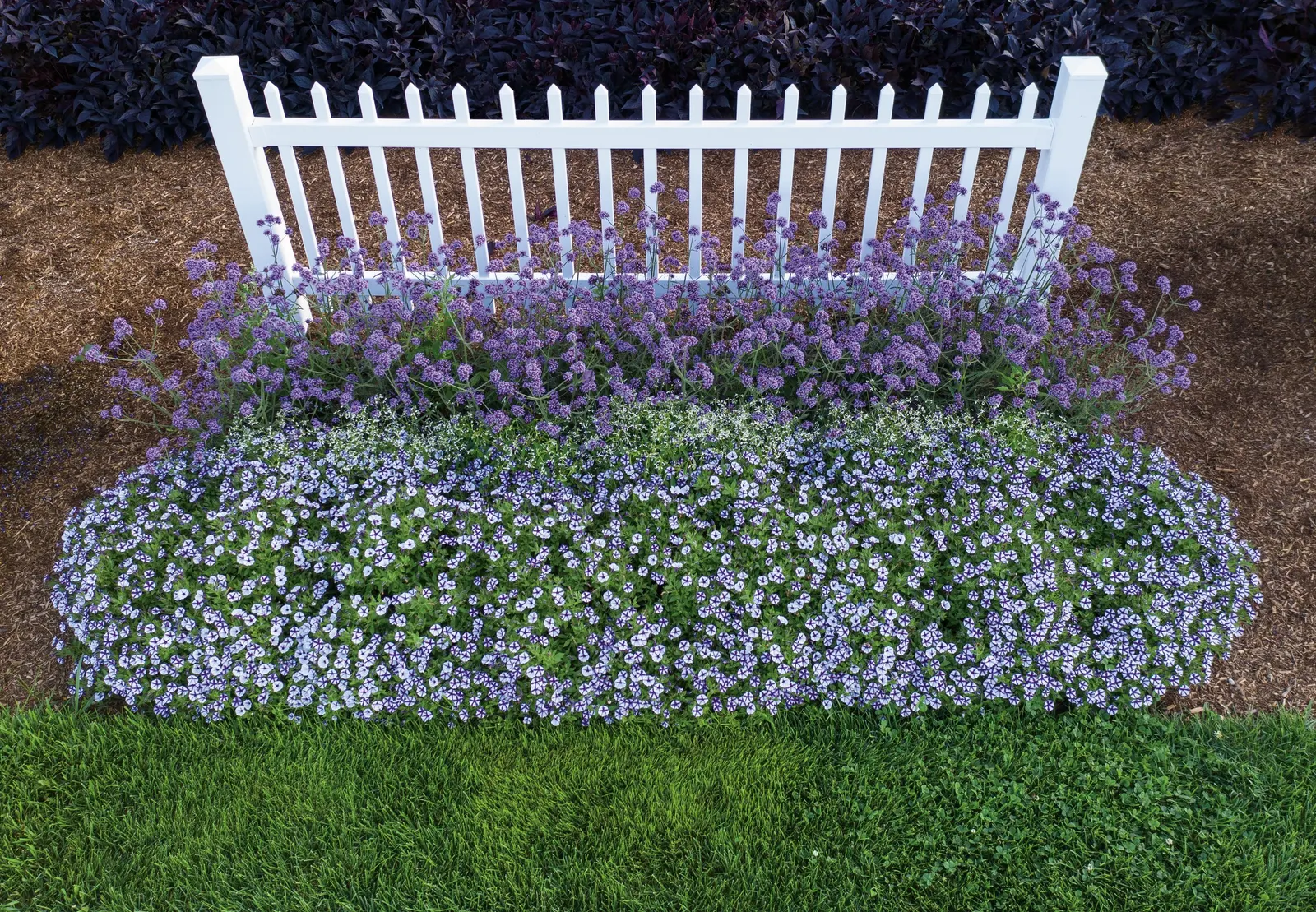 Violet Star Petunia — well-drained soil and appreciates average watering