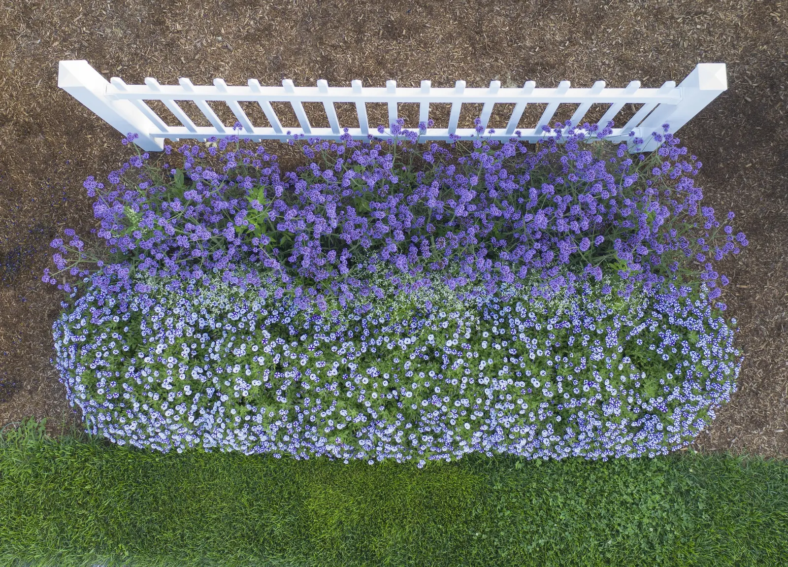 Violet Star Petunia — while supplemental feeding through midsummer keeps the display lush