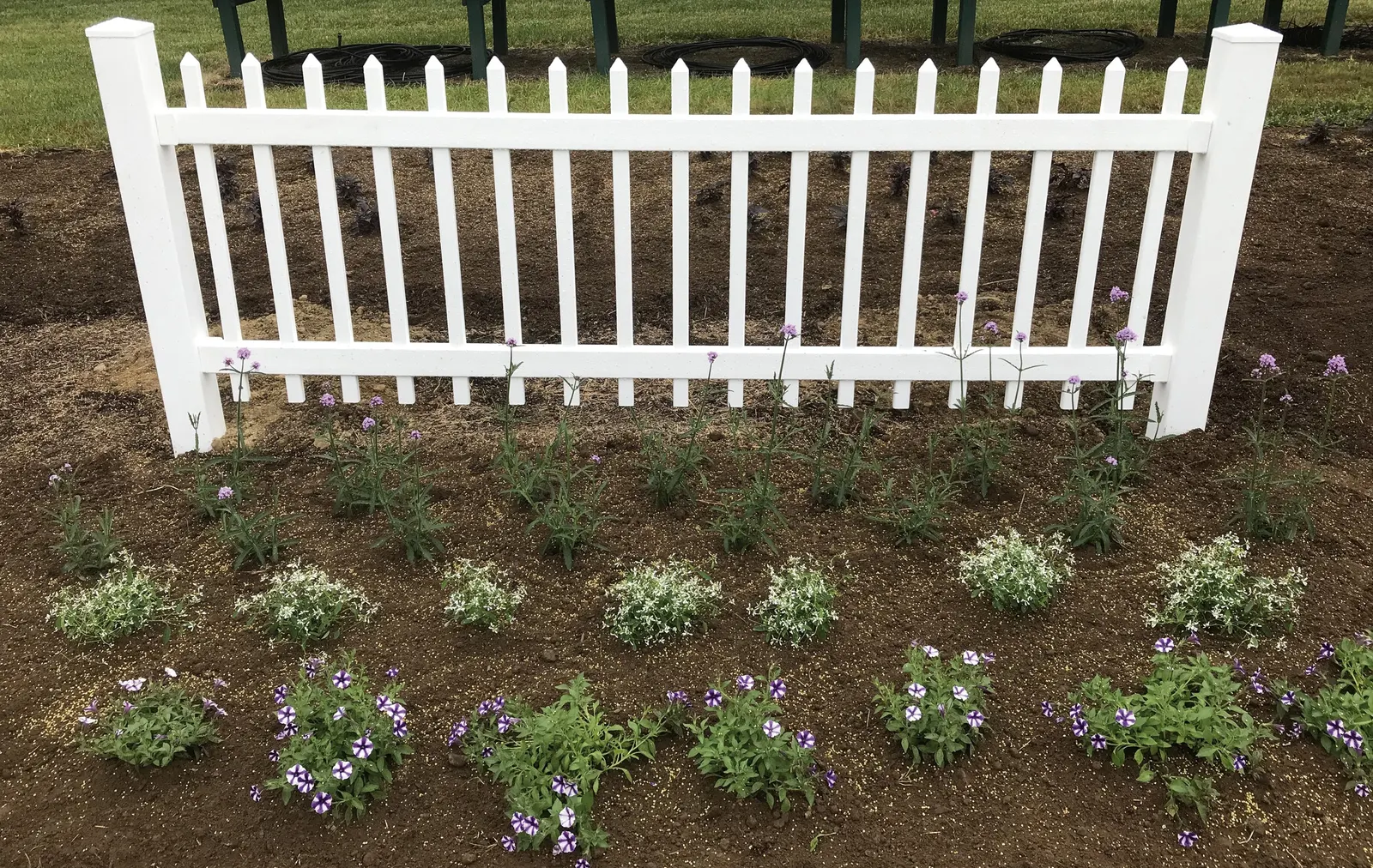 Violet Star Petunia — especially with deep purple