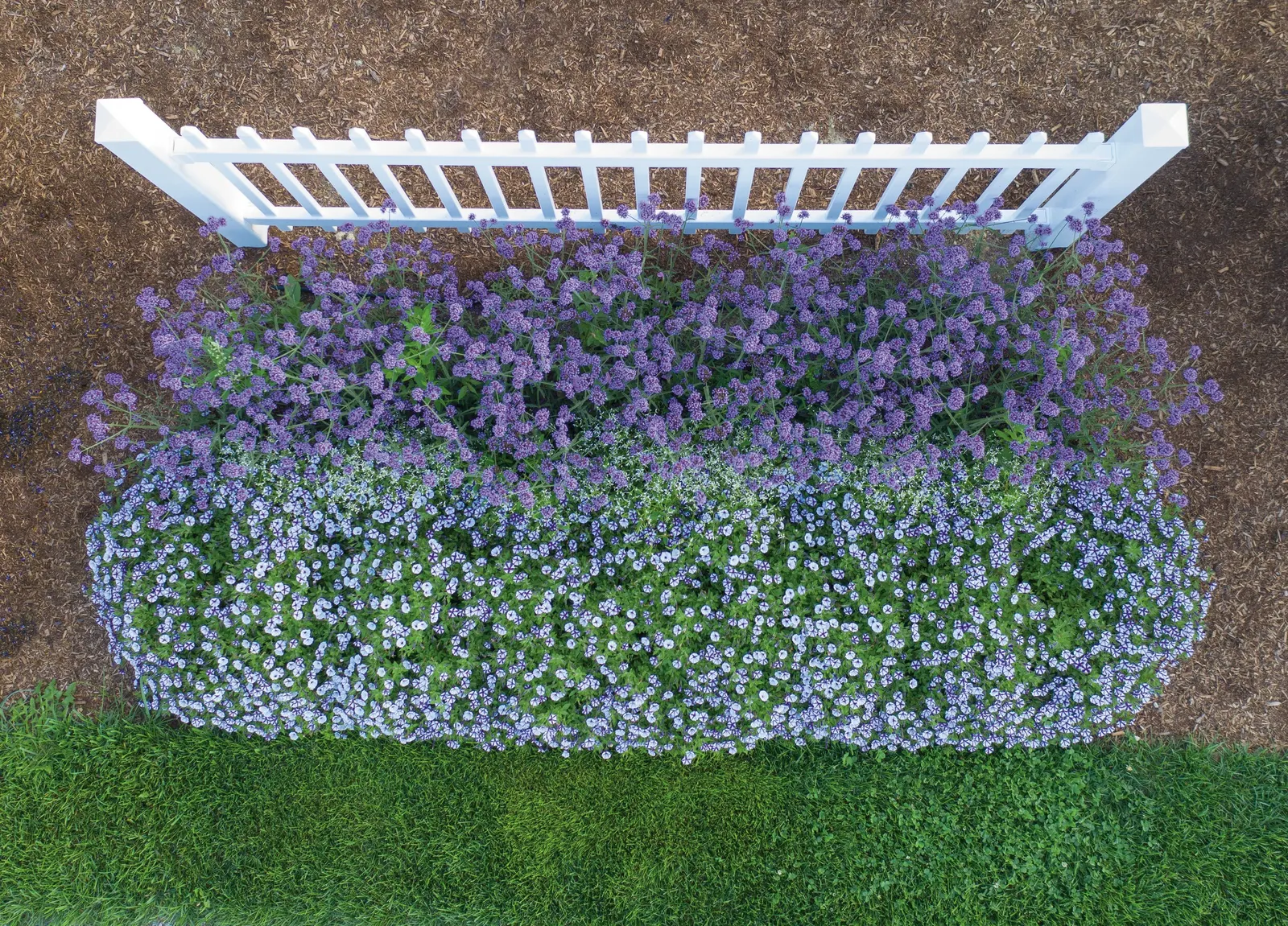 Meteor Shower® Verbena (Verbena bonariensis) — with best flowering in brighter conditions; it does not require rich feeding; a light hand with fertilizer keeps