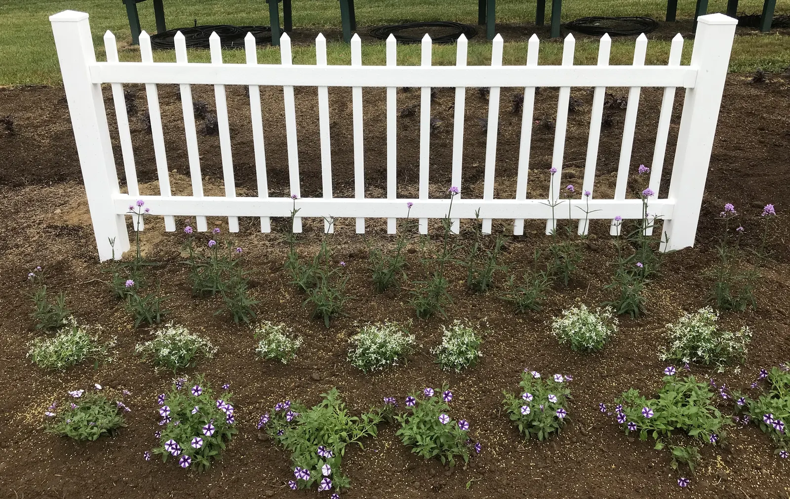 Meteor Shower® Verbena (Verbena bonariensis) — Plant in part sun to full sun with average, well-drained soil and moderate water; deadheading is not, image 32