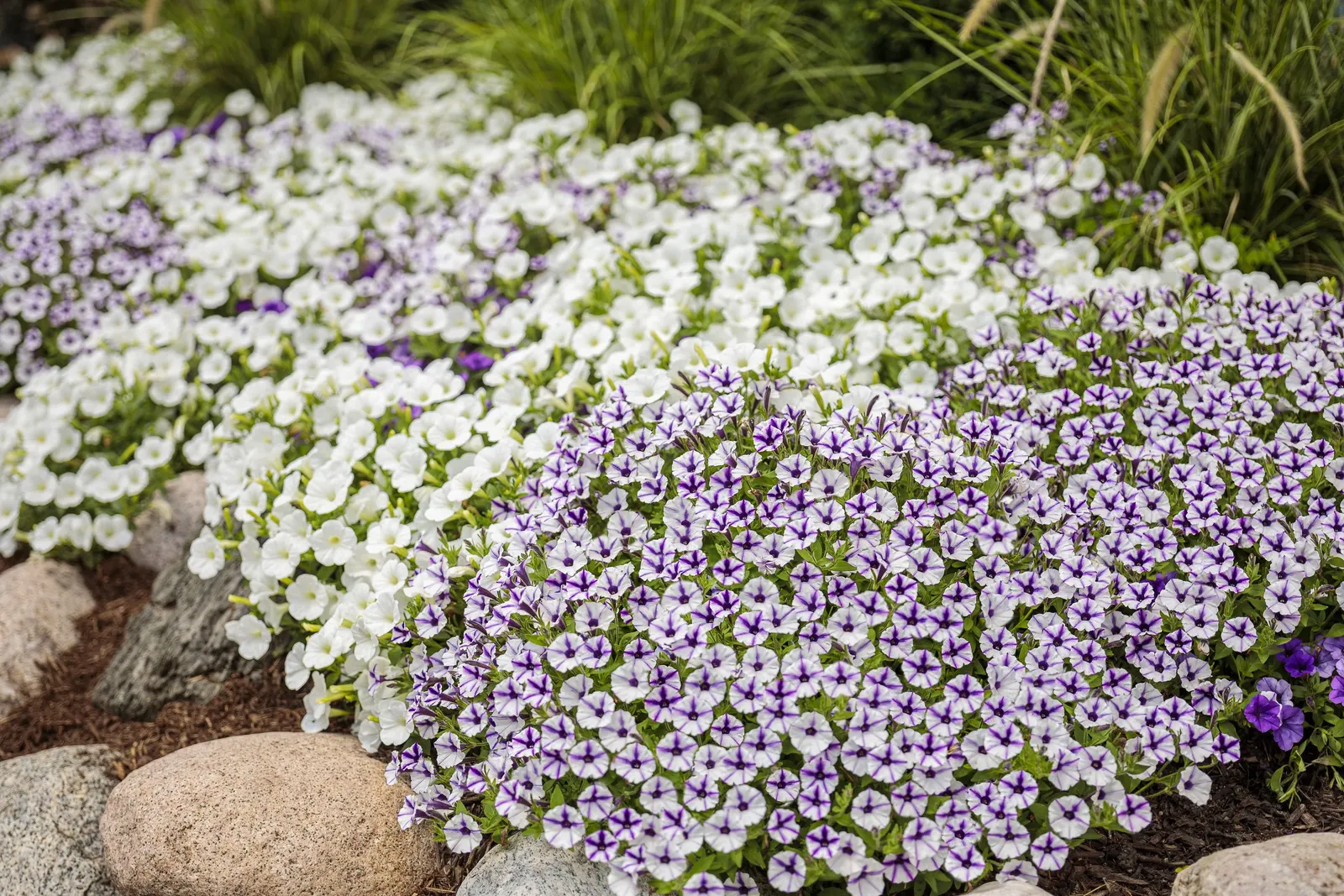 Violet Star Petunia — full cushion rather than a long