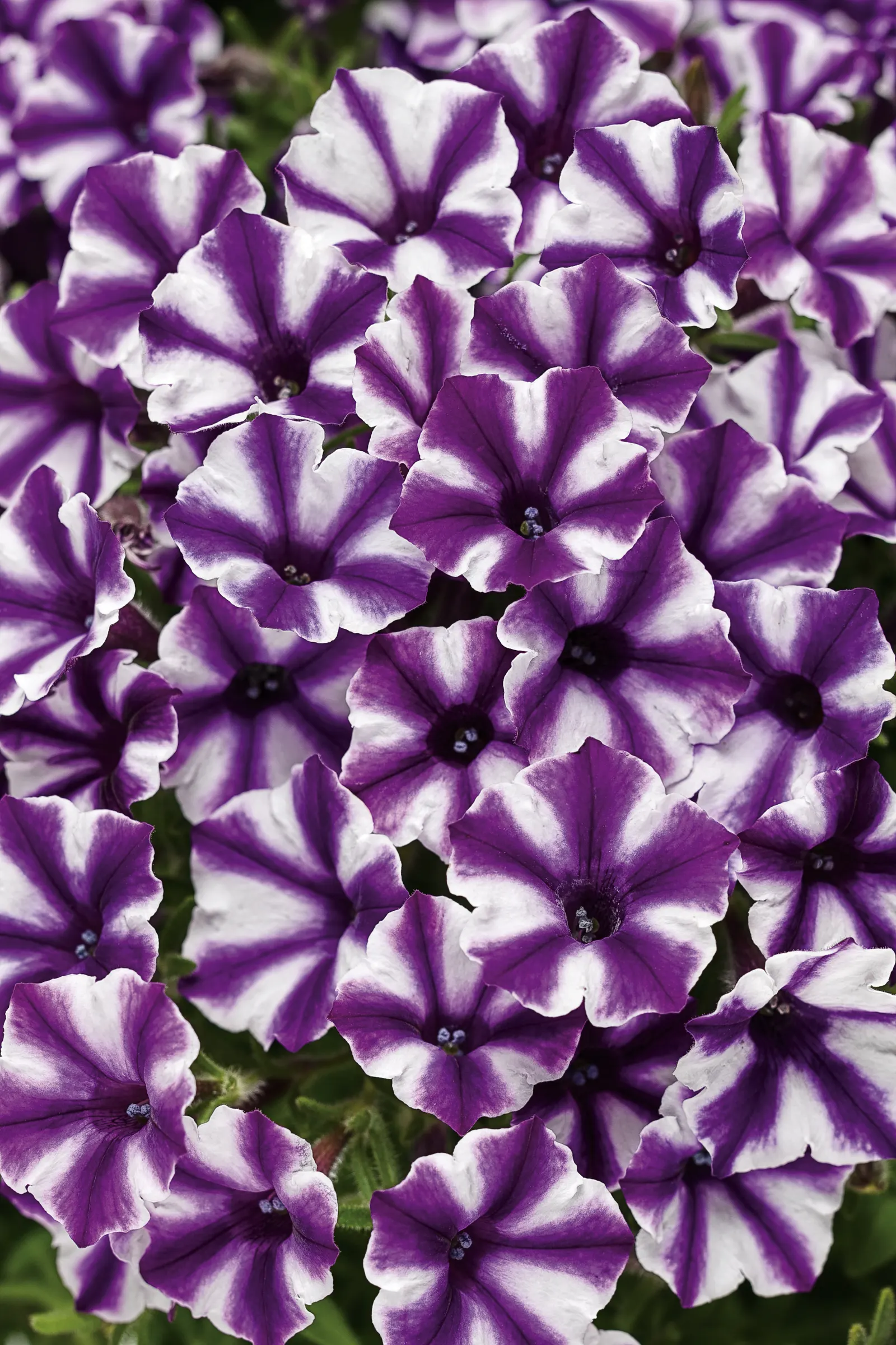 Violet Star Petunia — full cushion rather than a long; luminous presence in summer plantings