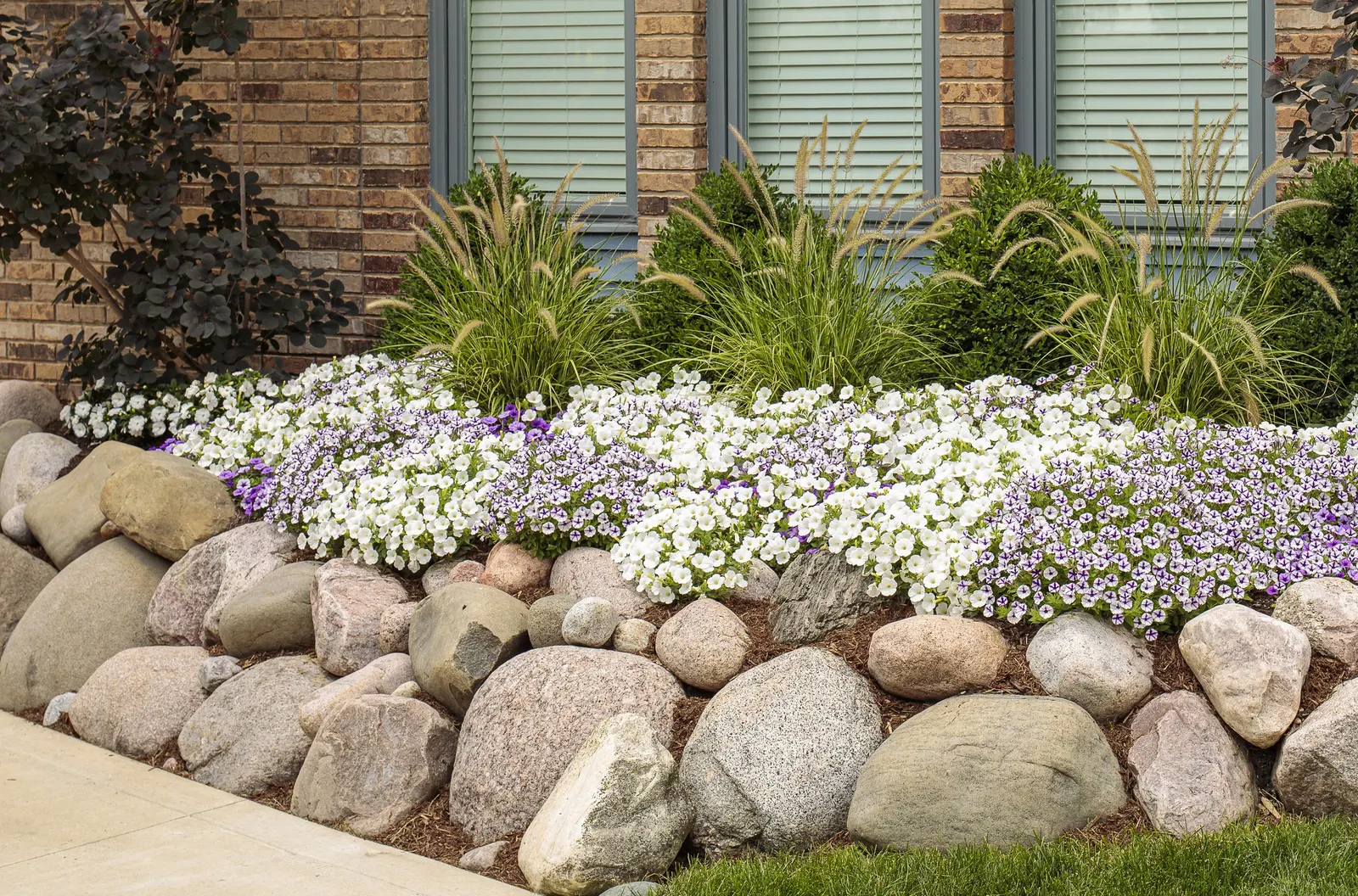 White Petunia — making this white trailing petunia ideal as a petunia for hanging baskets; in general, containers need to be fed more than, image 54