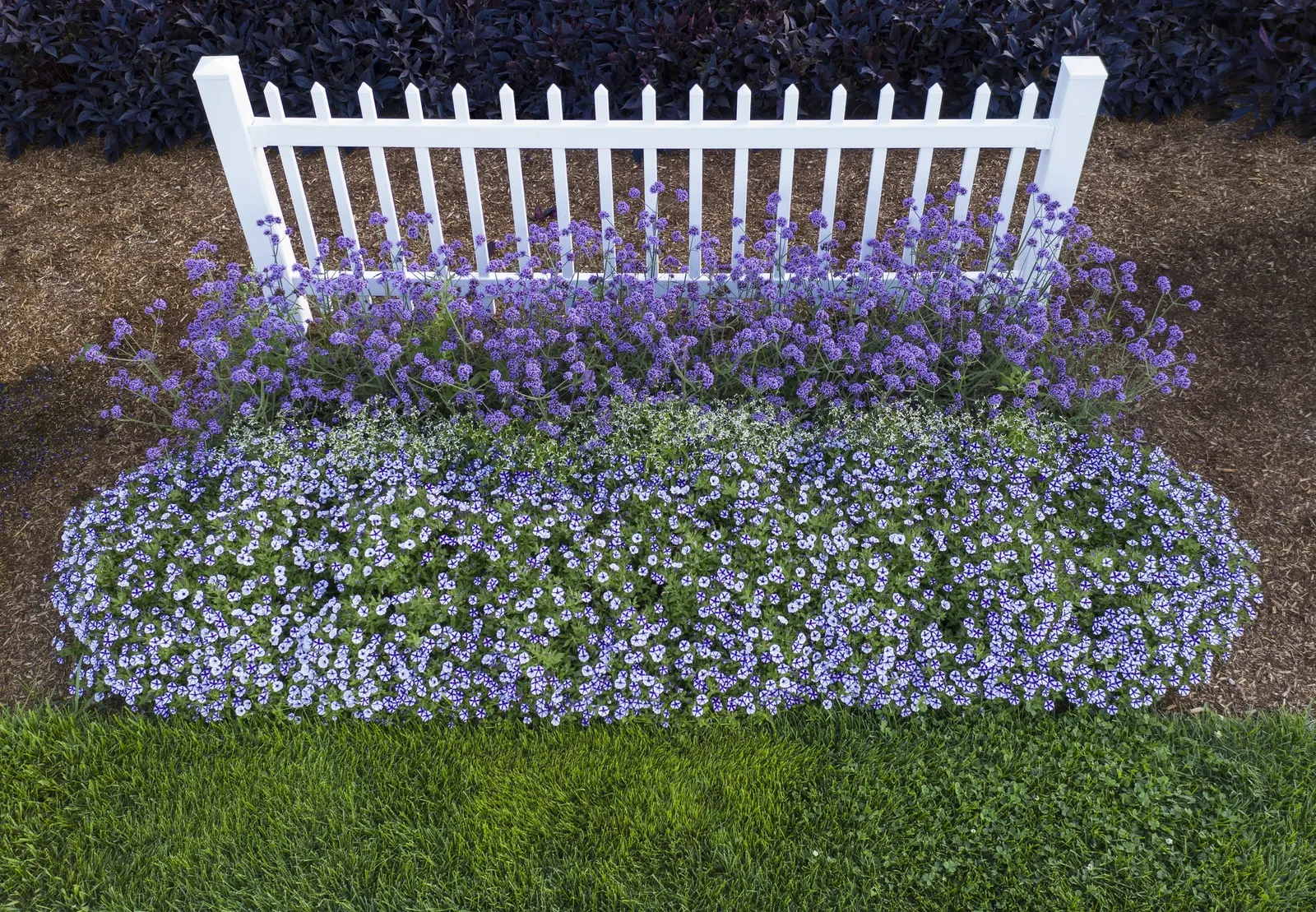 Violet Star Petunia — It flowers continuously from planting until hard frost