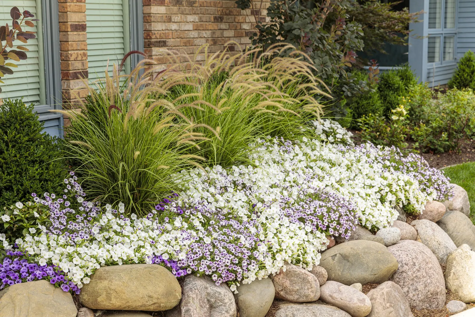 Indigo Petunia — is a vibrant mounding-trailing annual from the Proven Winners® Supertunia® Mini Vista series