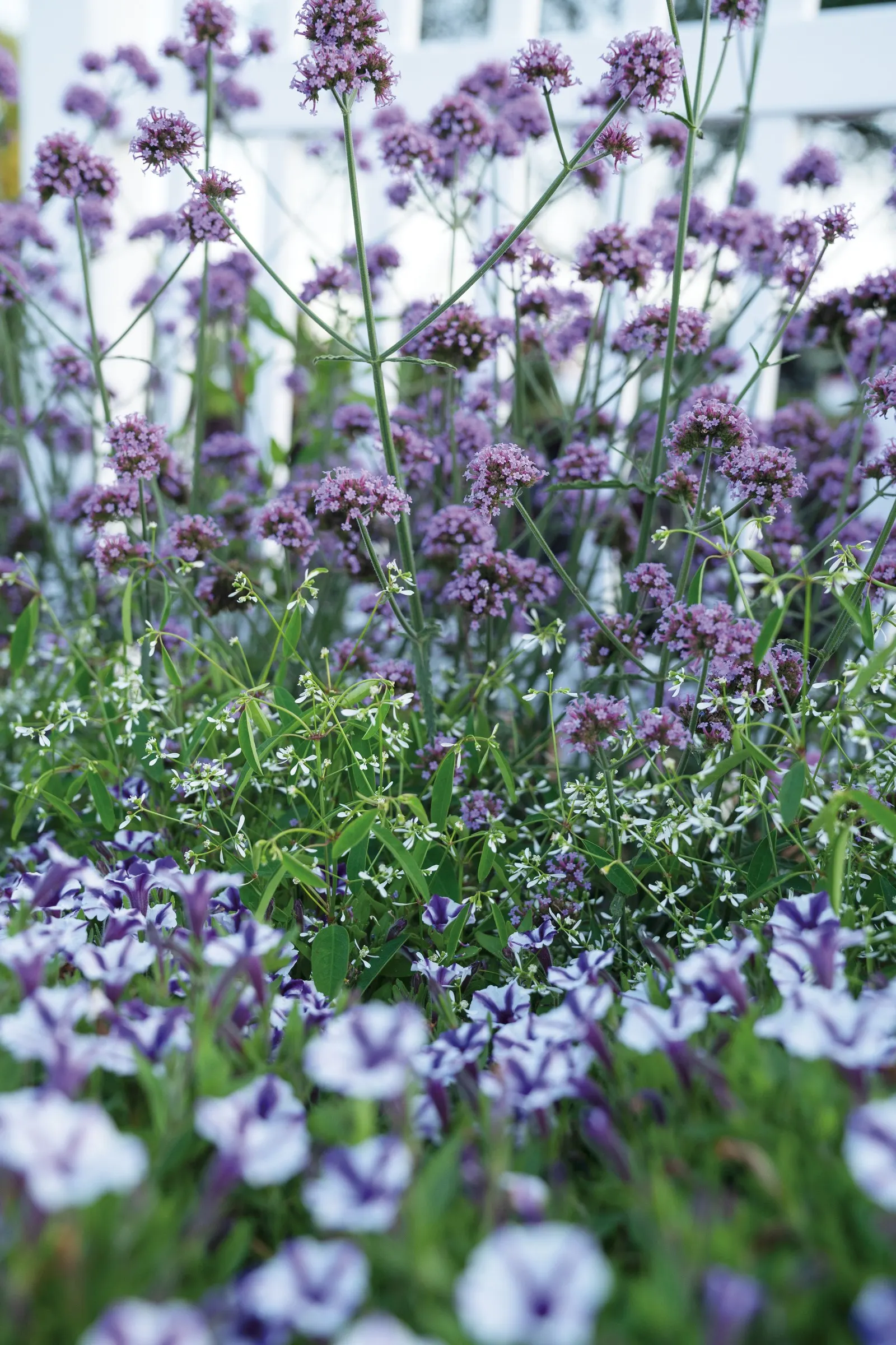 Violet Star Petunia — commonly referred to as Violet Star Petunia
