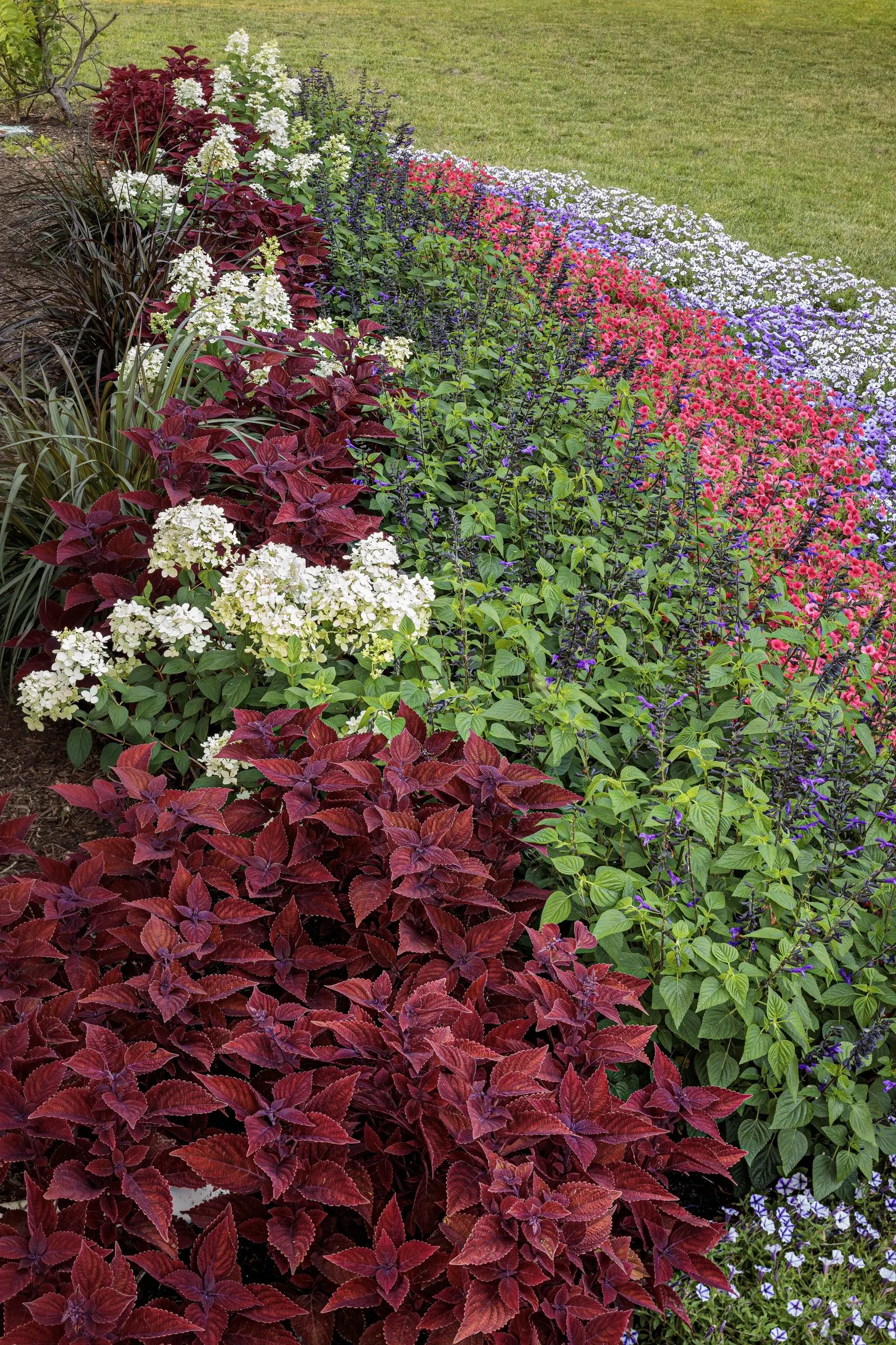 Fire Light Tidbit® Panicle Hydrangea (Hydrangea paniculata) — shrub for full or half