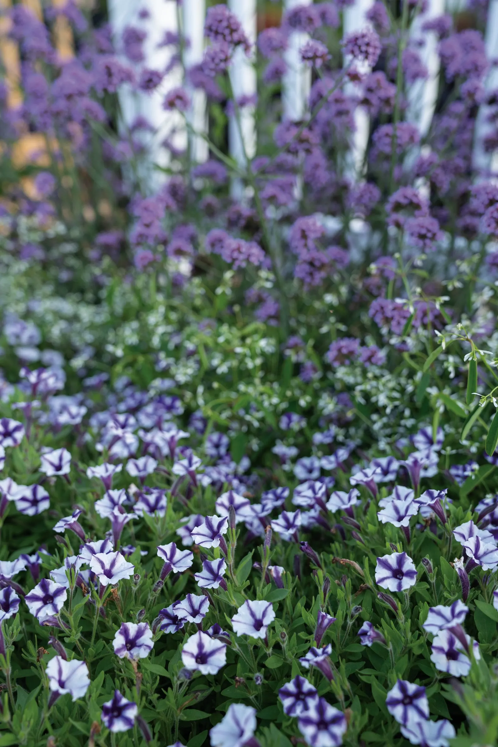 Violet Star Petunia — It grows 6-12 inches tall and spreads 18-24 inches wide in a dense mounding-trailing form