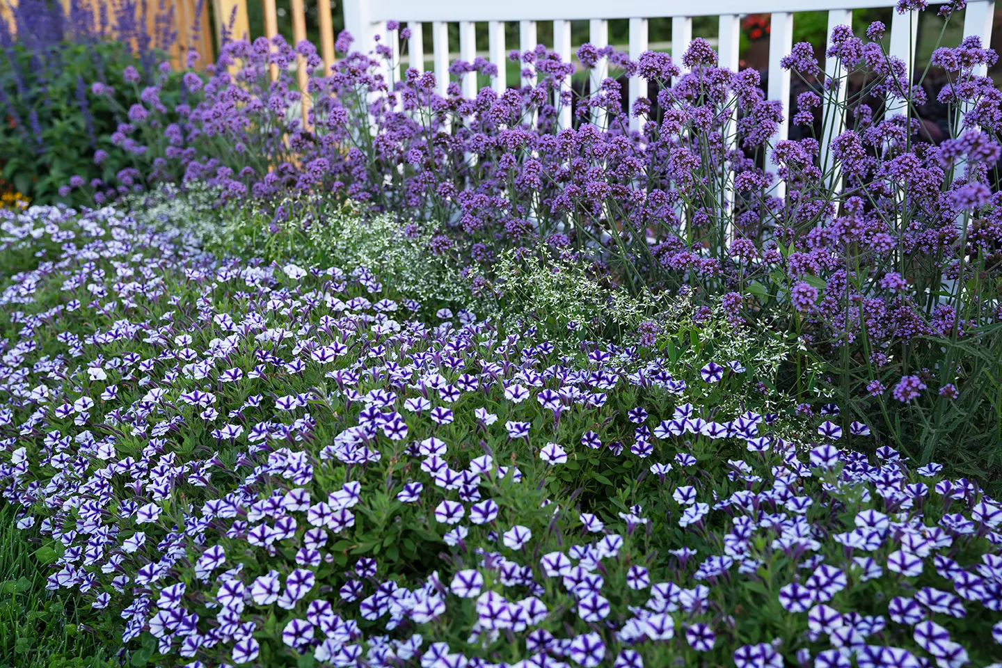 Violet Star Petunia — it carries small white blooms marked by a violet-blue star pattern; part of the Proven Winners® Supertunia Mini Vista® line