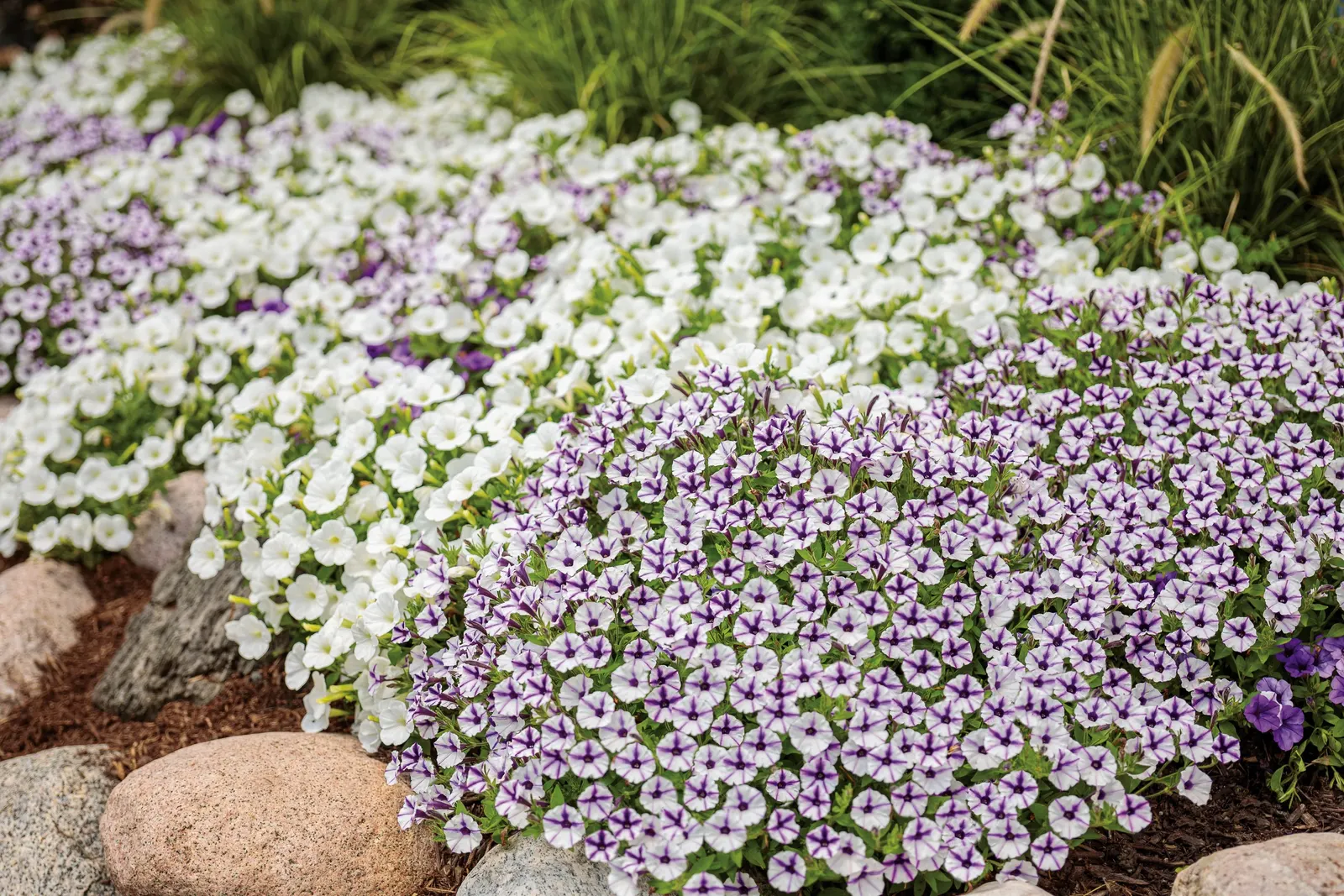 Violet Star Petunia — high-performing annual with a crisp
