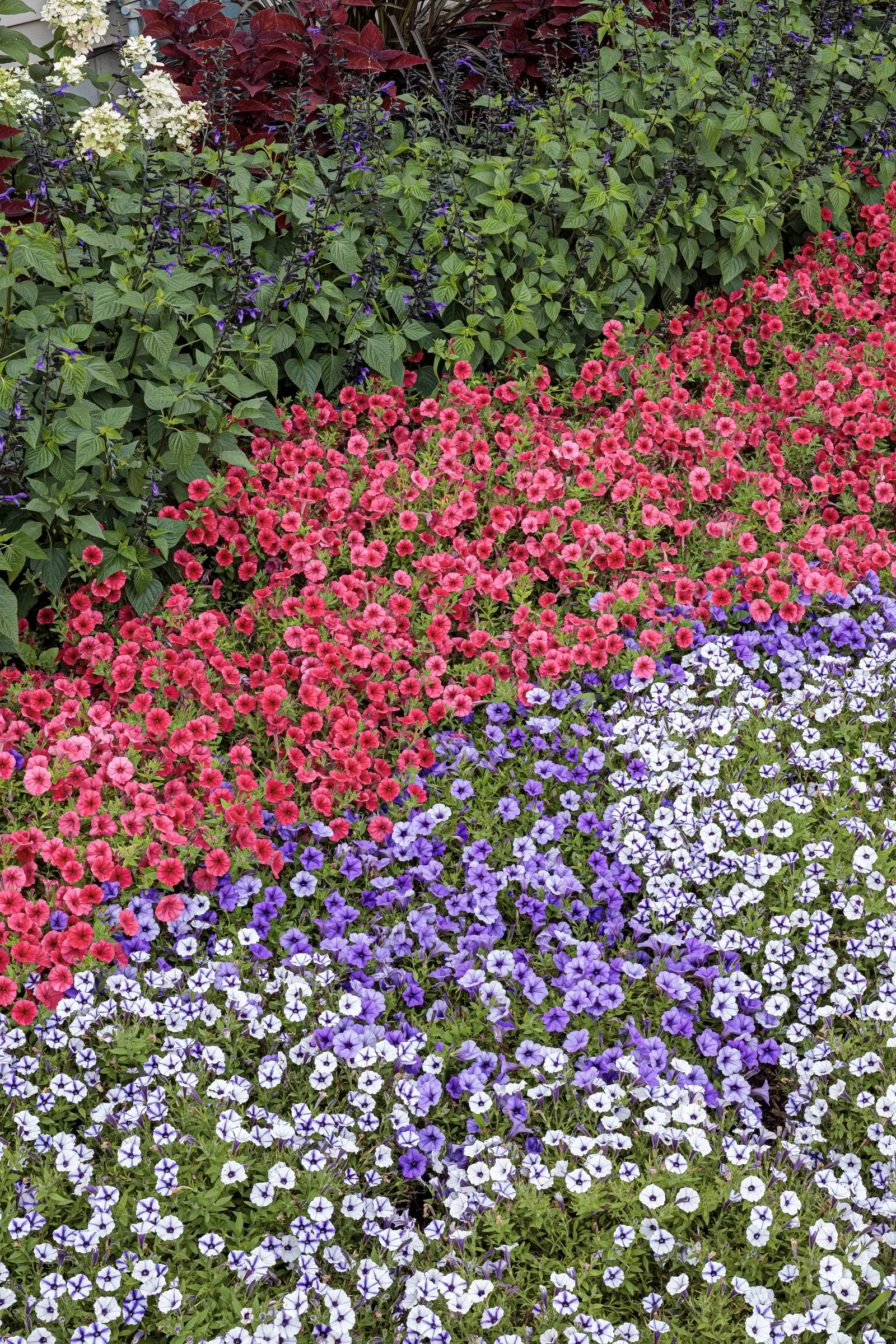 Ultramarine Petunia — Ultramarine Petunia grows 6-12 inches tall and spreads 18-24 inches, with a compact, spilling habit