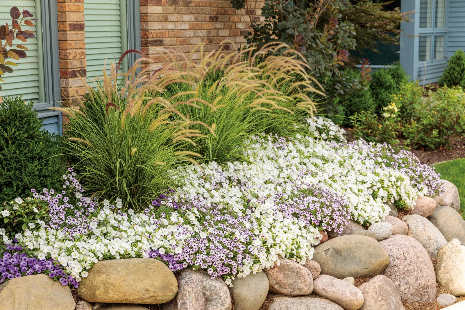 Violet Star Petunia — The flowers read bright and clean from a distance