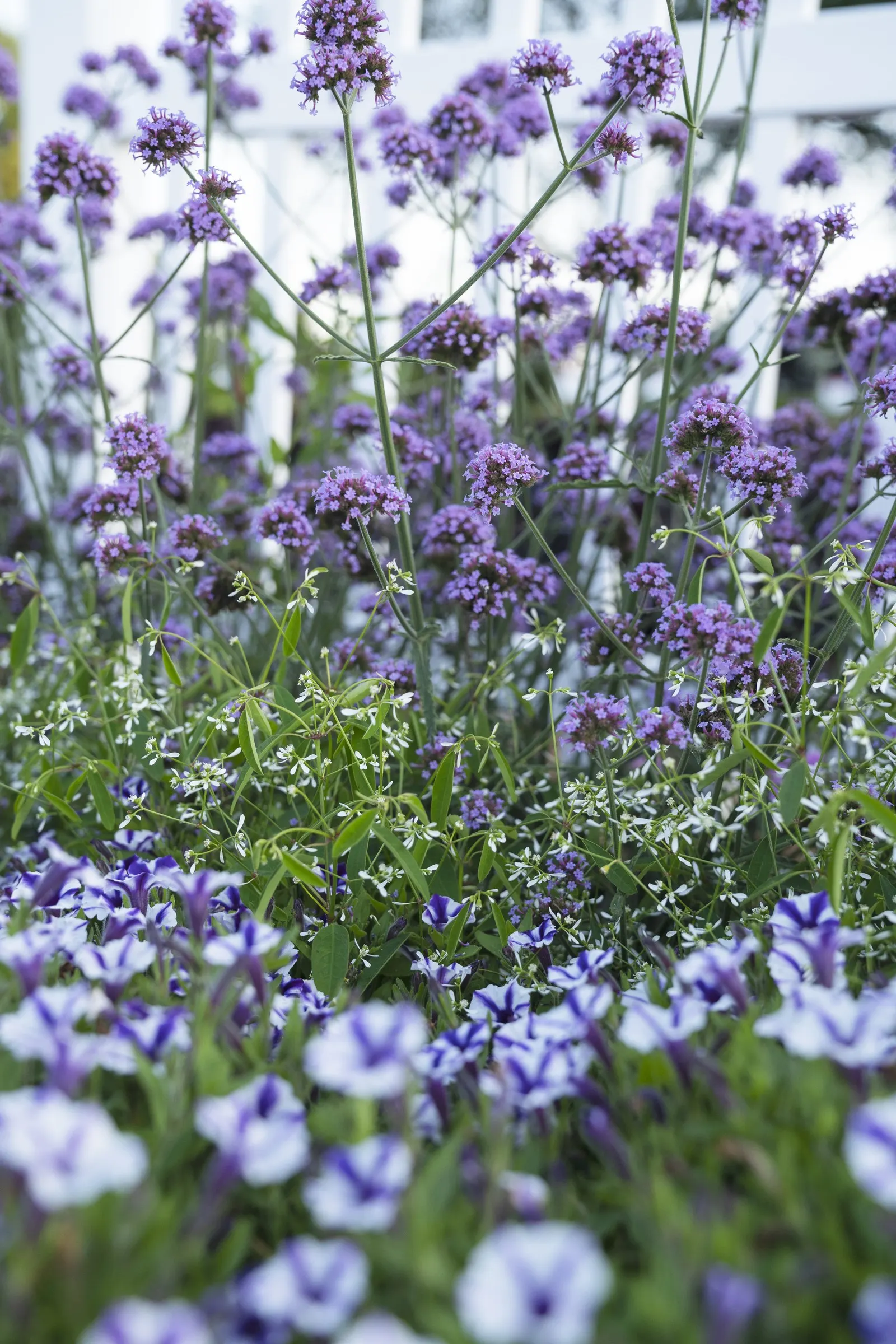 Violet Star Petunia — luminous presence in summer plantings