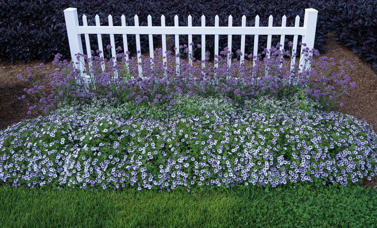 Violet Star Petunia — A controlled-release fertilizer at planting supports strong early growth