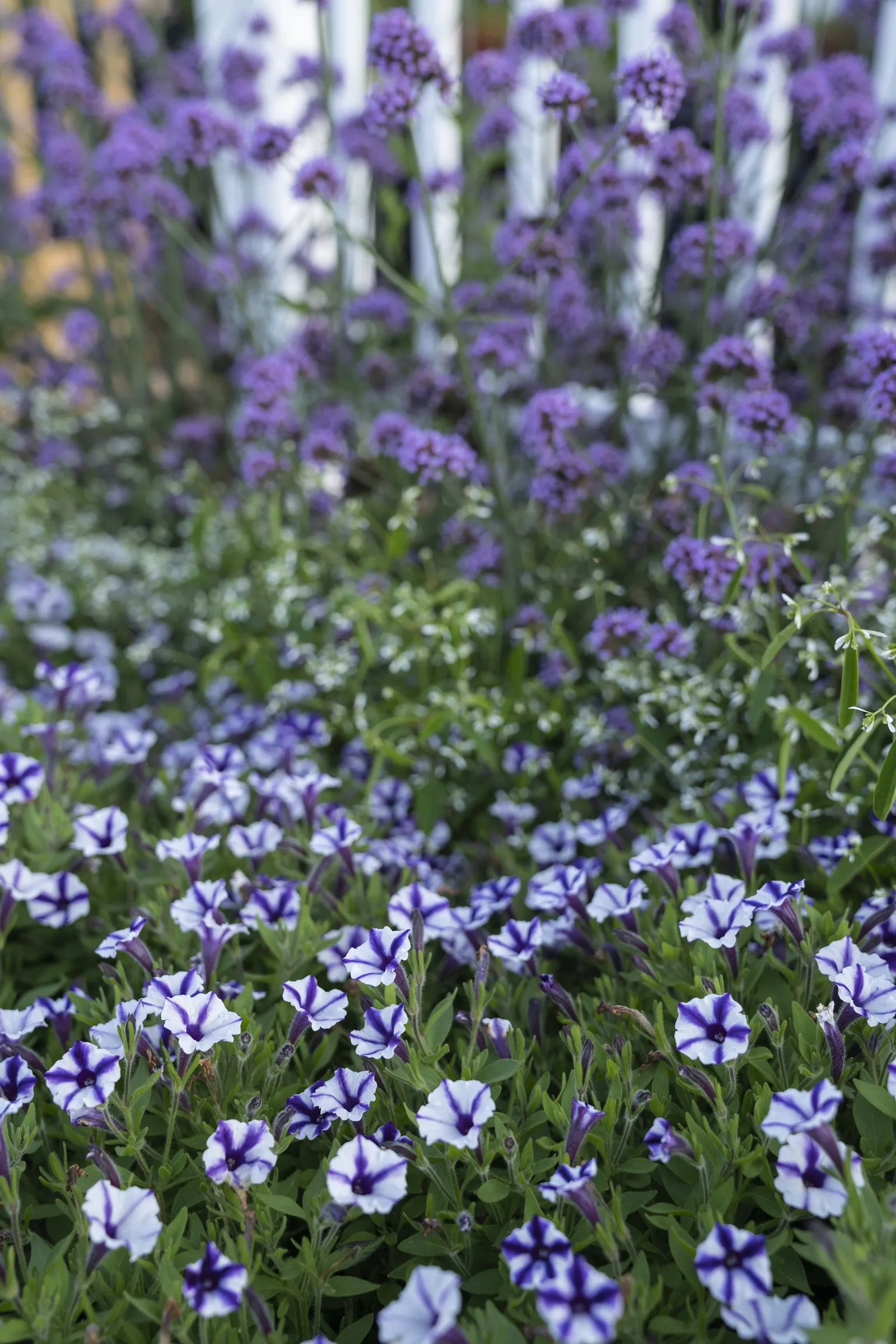 Violet Star Petunia — graphic effect against dense green foliage