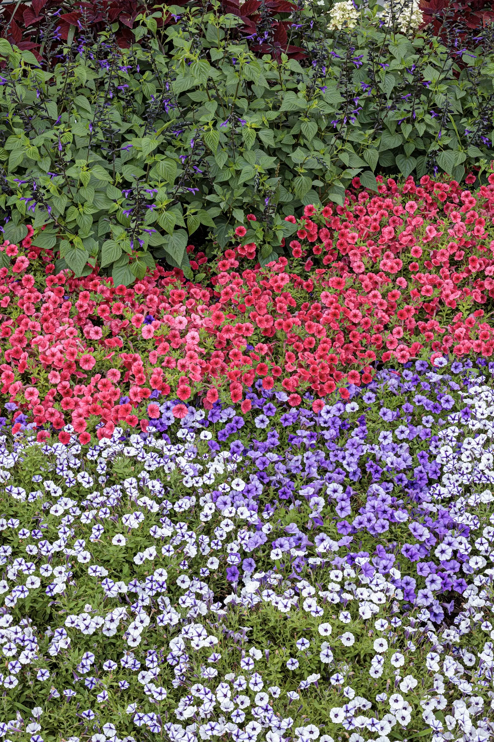 Fire Light Tidbit® Panicle Hydrangea (Hydrangea paniculata) — It forms a tidy mound 24-36 inches tall and about 36 inches wide; it offers exceptional cold