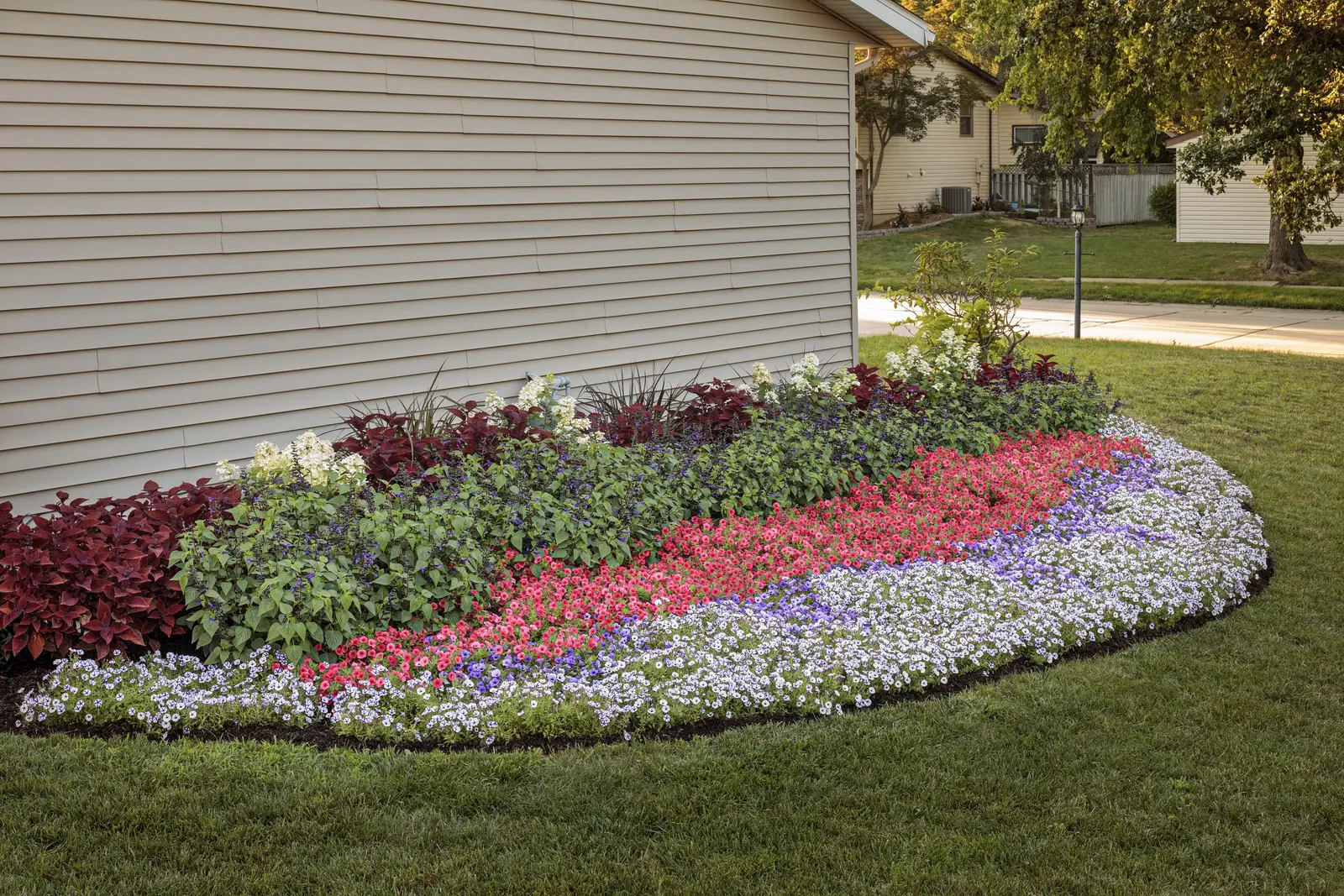 Fire Light Tidbit® Panicle Hydrangea (Hydrangea paniculata) — shrub with pink and red and white blooms