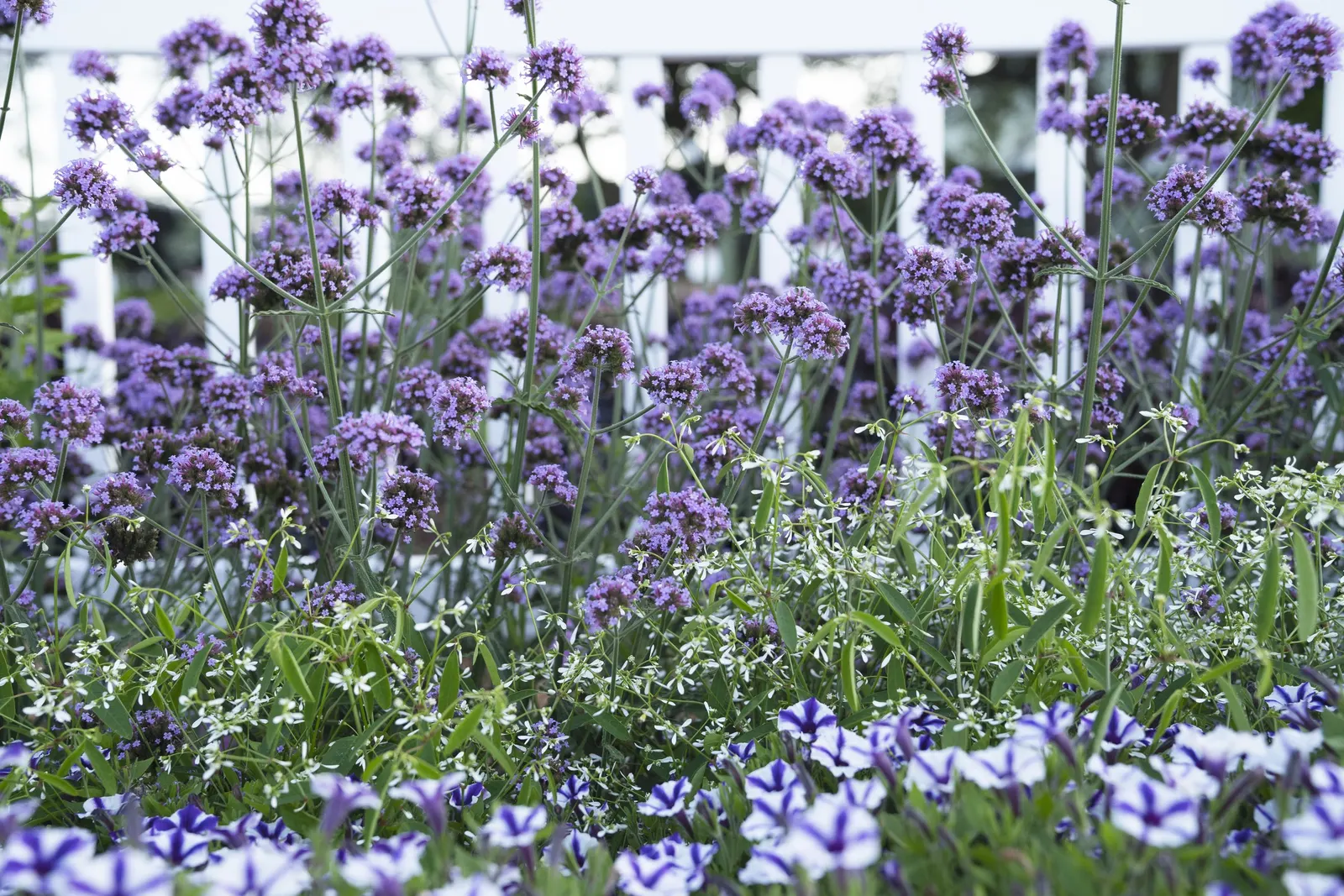 Violet Star Petunia — with the strongest flowering in generous light