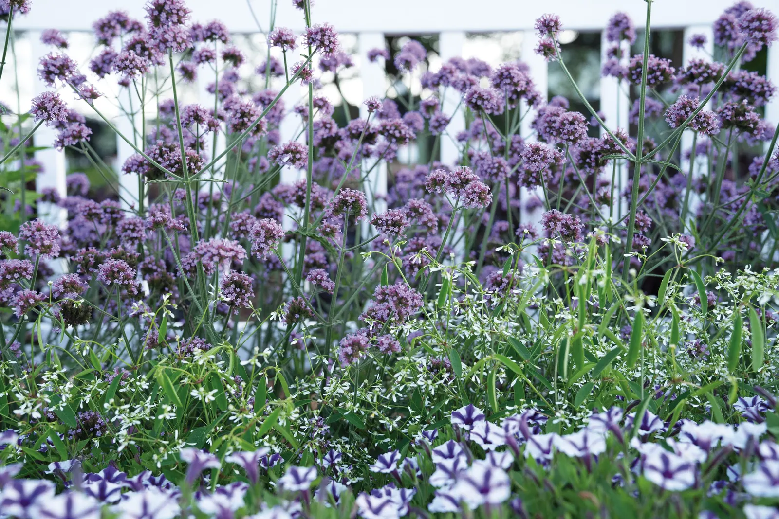 Meteor Shower® Verbena (Verbena bonariensis) — while its luminous lilac blooms bring a relaxed; perennial with purple blooms