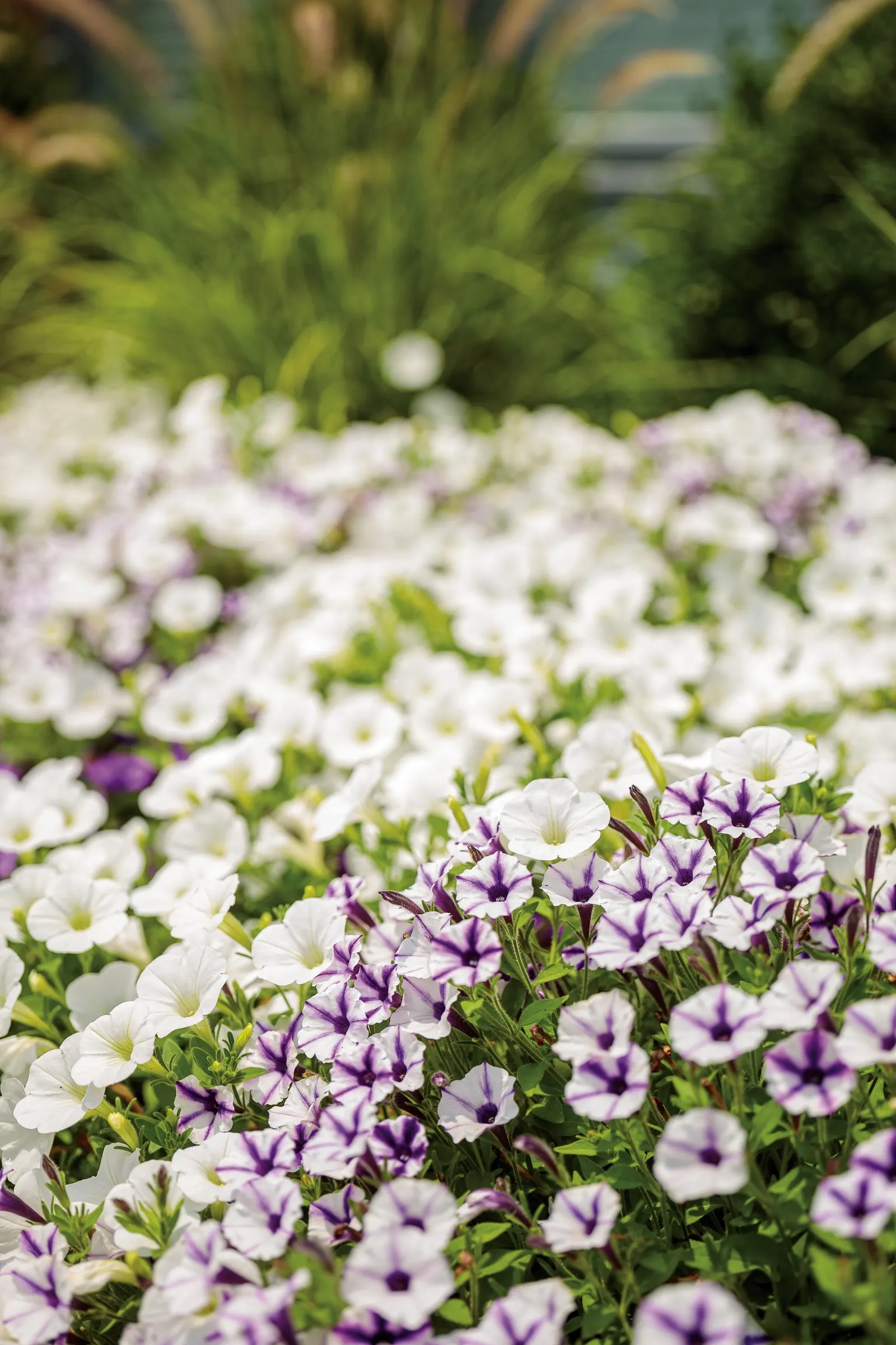 Violet Star Petunia — Part of the Proven Winners® Supertunia Mini Vista® line