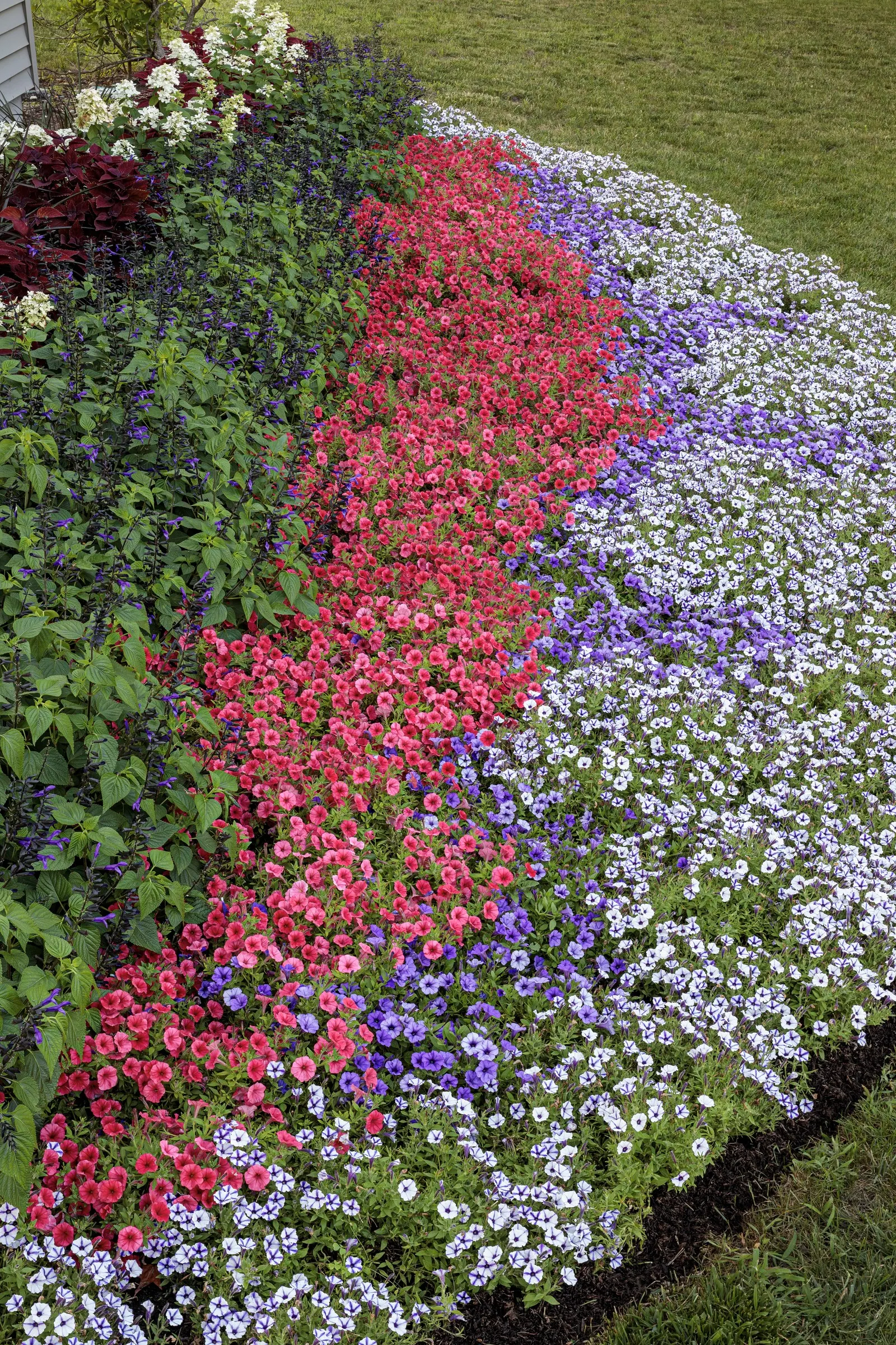 Ultramarine Petunia — is a mounding trailing annual prized for its saturated