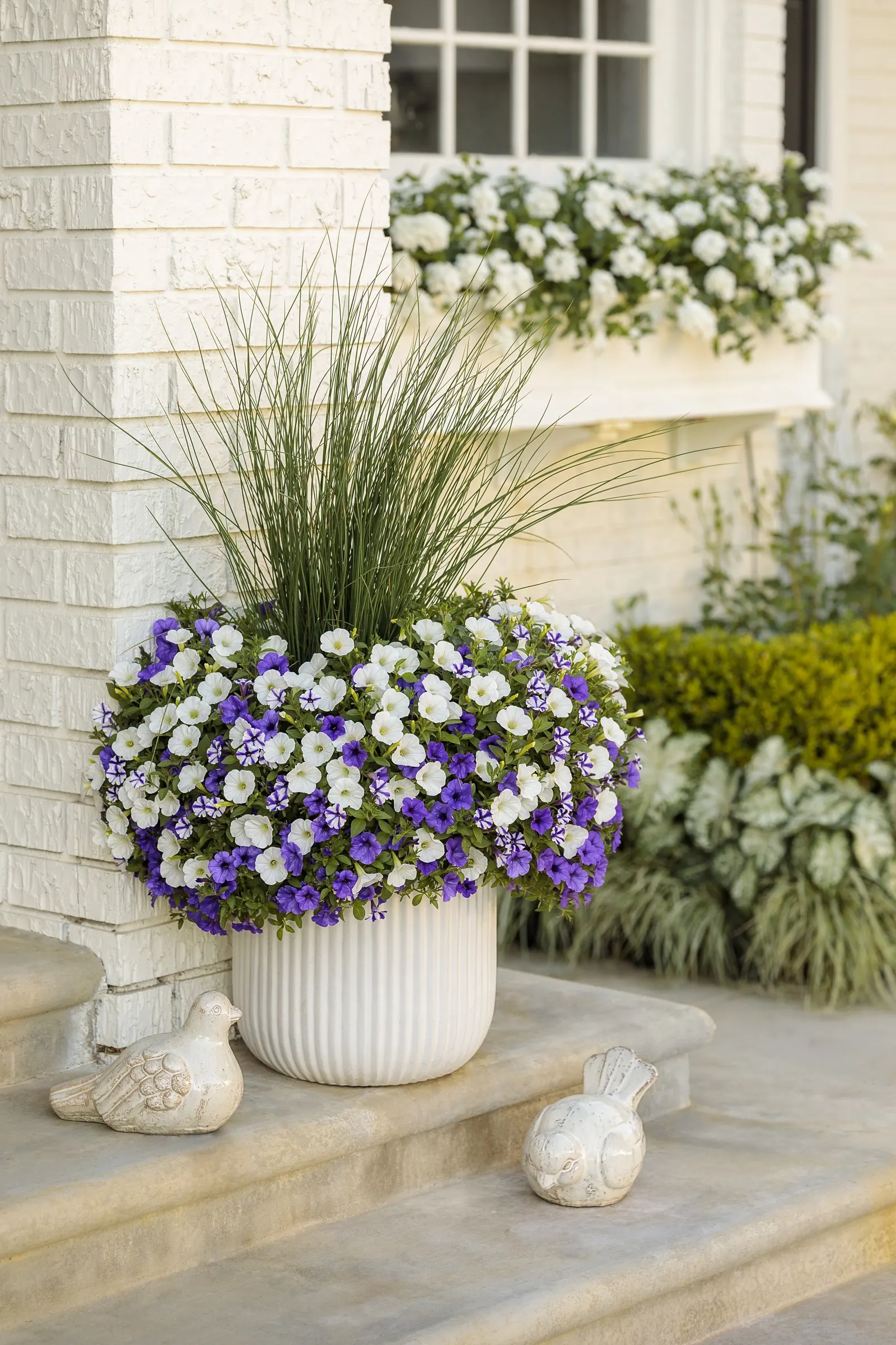 White Petunia — This applies to both landscape and container plantings