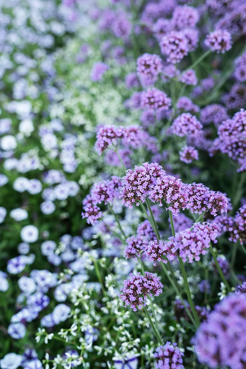 Meteor Shower® Verbena (Verbena bonariensis) — with perennial potential in USDA Zones 7a through 11b where winters are mild; purple flowers in the, image 133