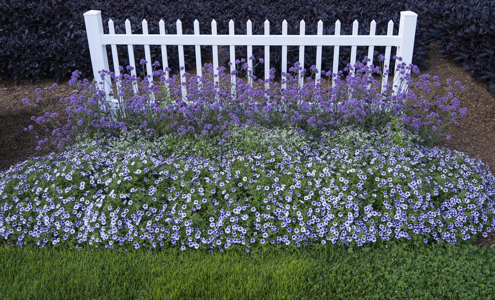 Violet Star Petunia — blue and white flowers in the garden