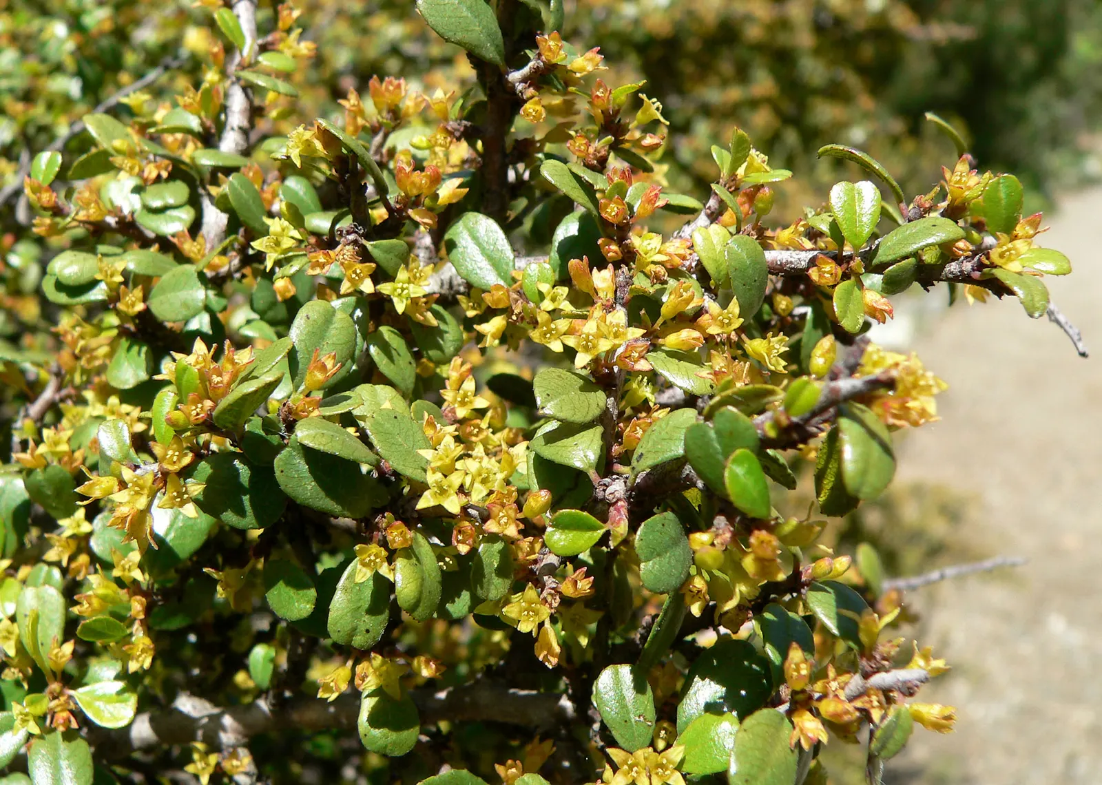 Spiny Redberry (Rhamnus Crocea) — Drought-resistant and adaptable to various soils, it thrives in full sun to partial shade