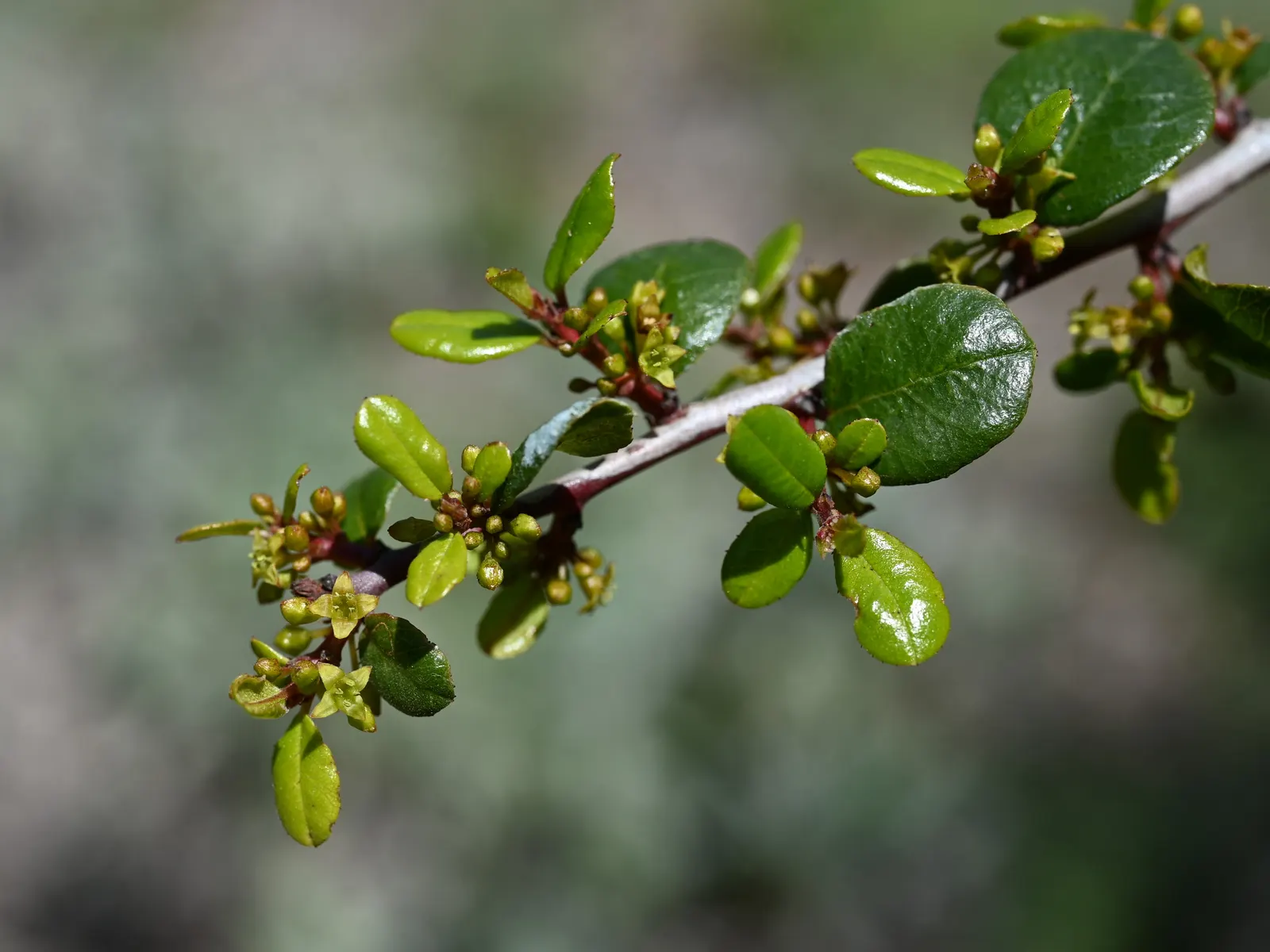 Spiny Redberry (Rhamnus Crocea) — Rhamnus crocea, or Spiny Redberry, is an evergreen shrub native to California